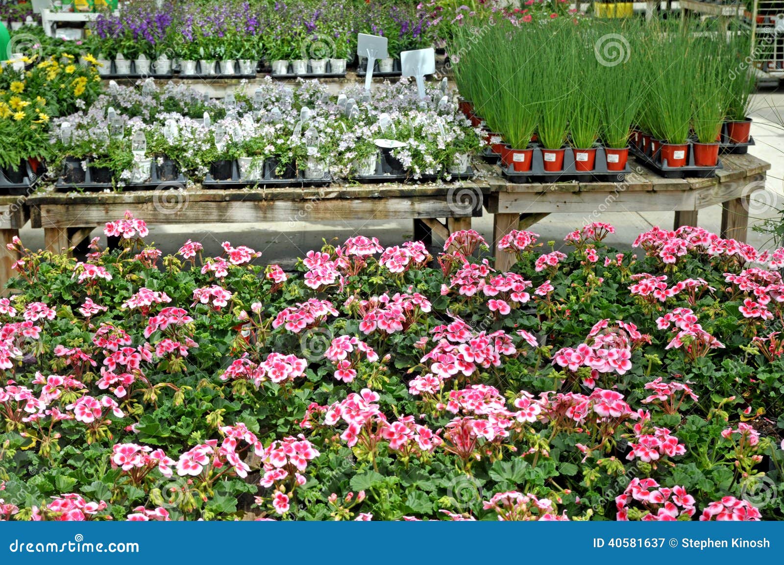 Plants for Sale at a Greenhouse Editorial Photography Image of yellow