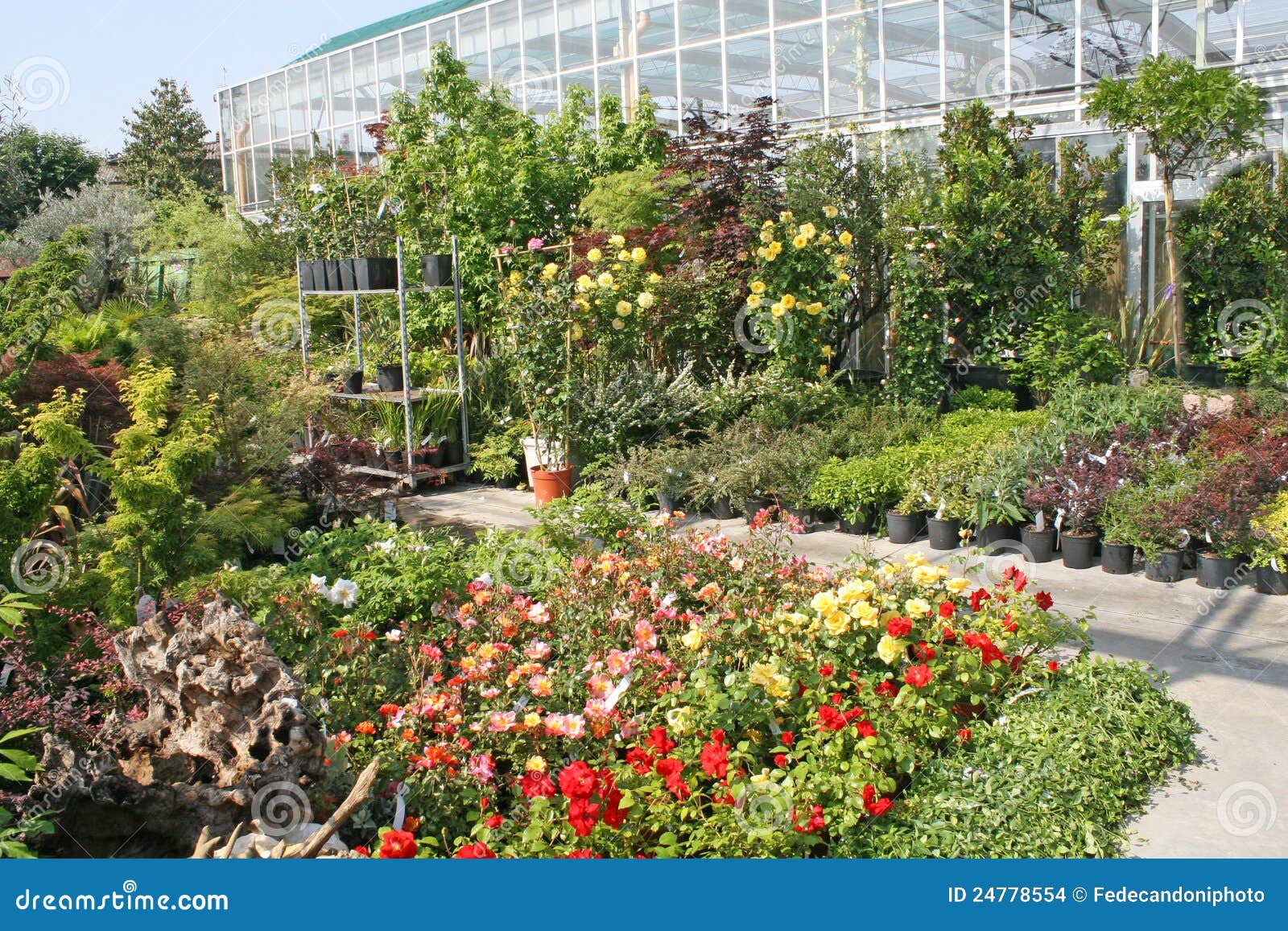 Plants for Sale in the Shop Stock Photo Image of nurseryman, house