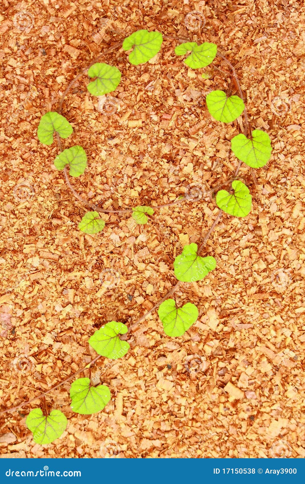 Plants on sawdust stock photo. Image of face, symbol 17150538