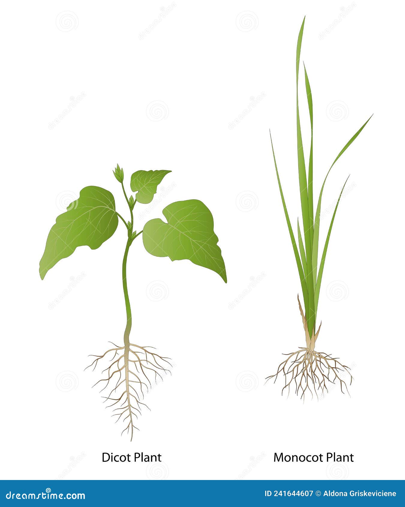 Dicotyledon