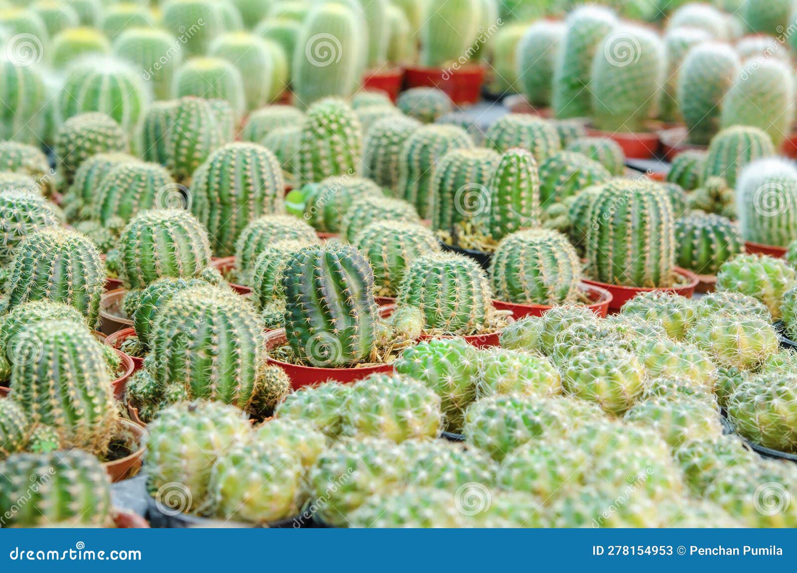 the plants of small cactus in floristeria, nature and decoration