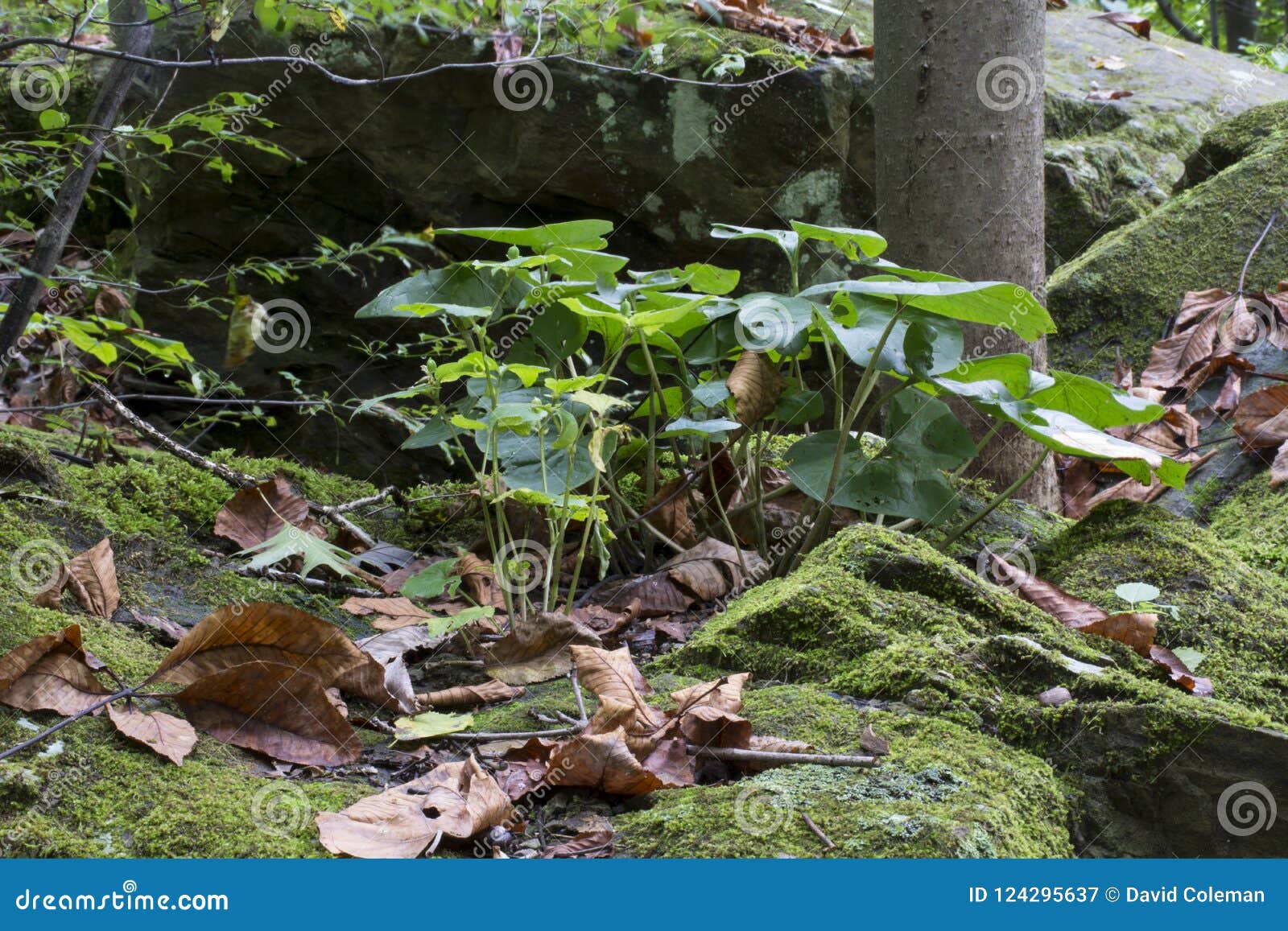 Plants Sprouting from a Rock Stock Image Image of detail, fronds