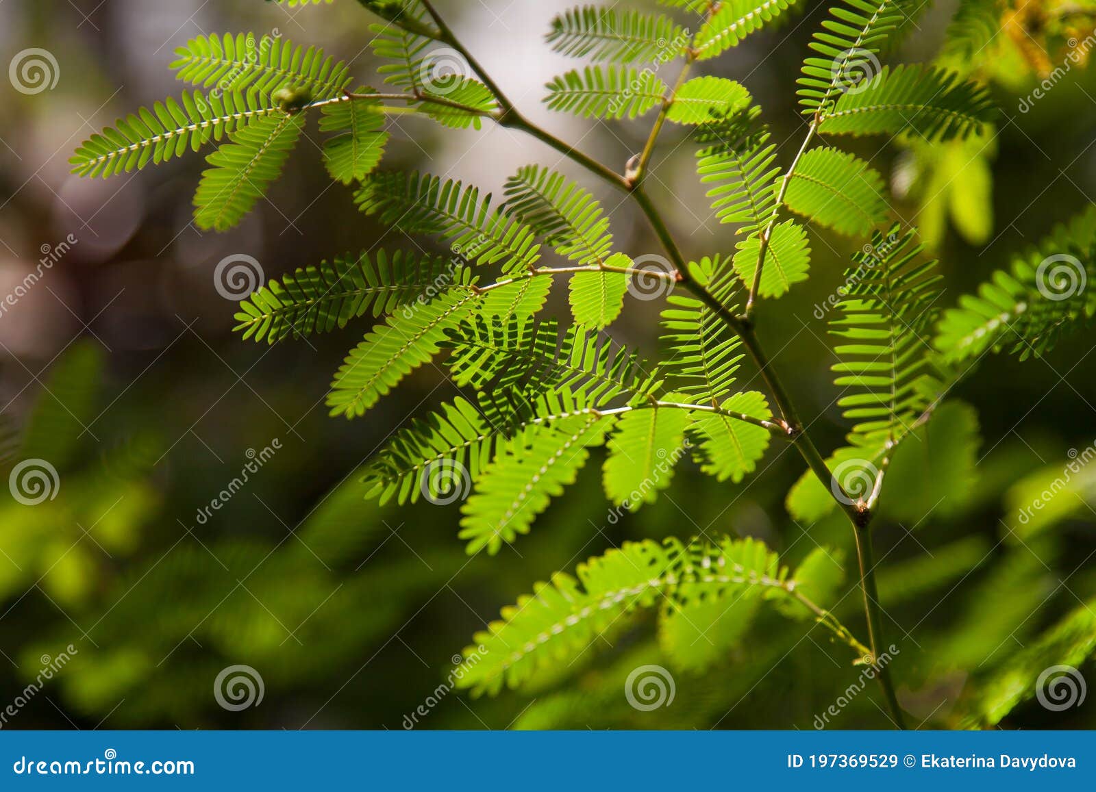 Plants in Botanic Garden Greenhouse Stock Image - Image of lotus ...