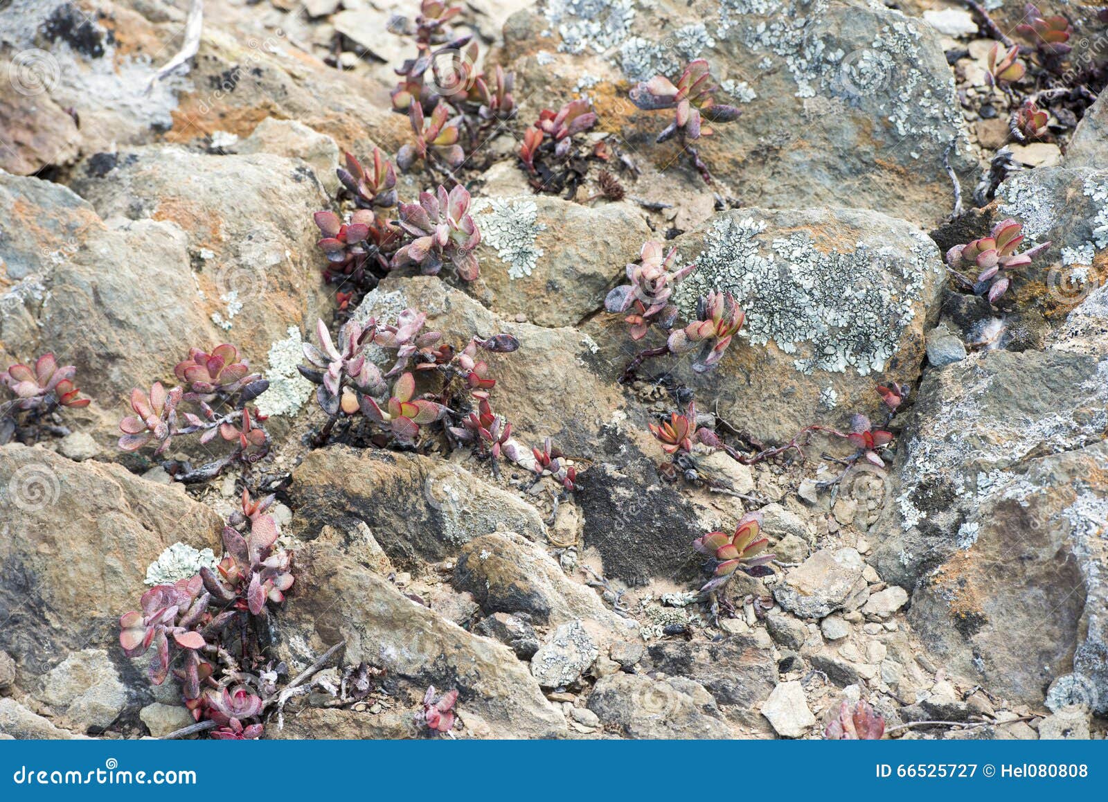 Plants in stone desert stock image. Image of spiky, plant 66525727