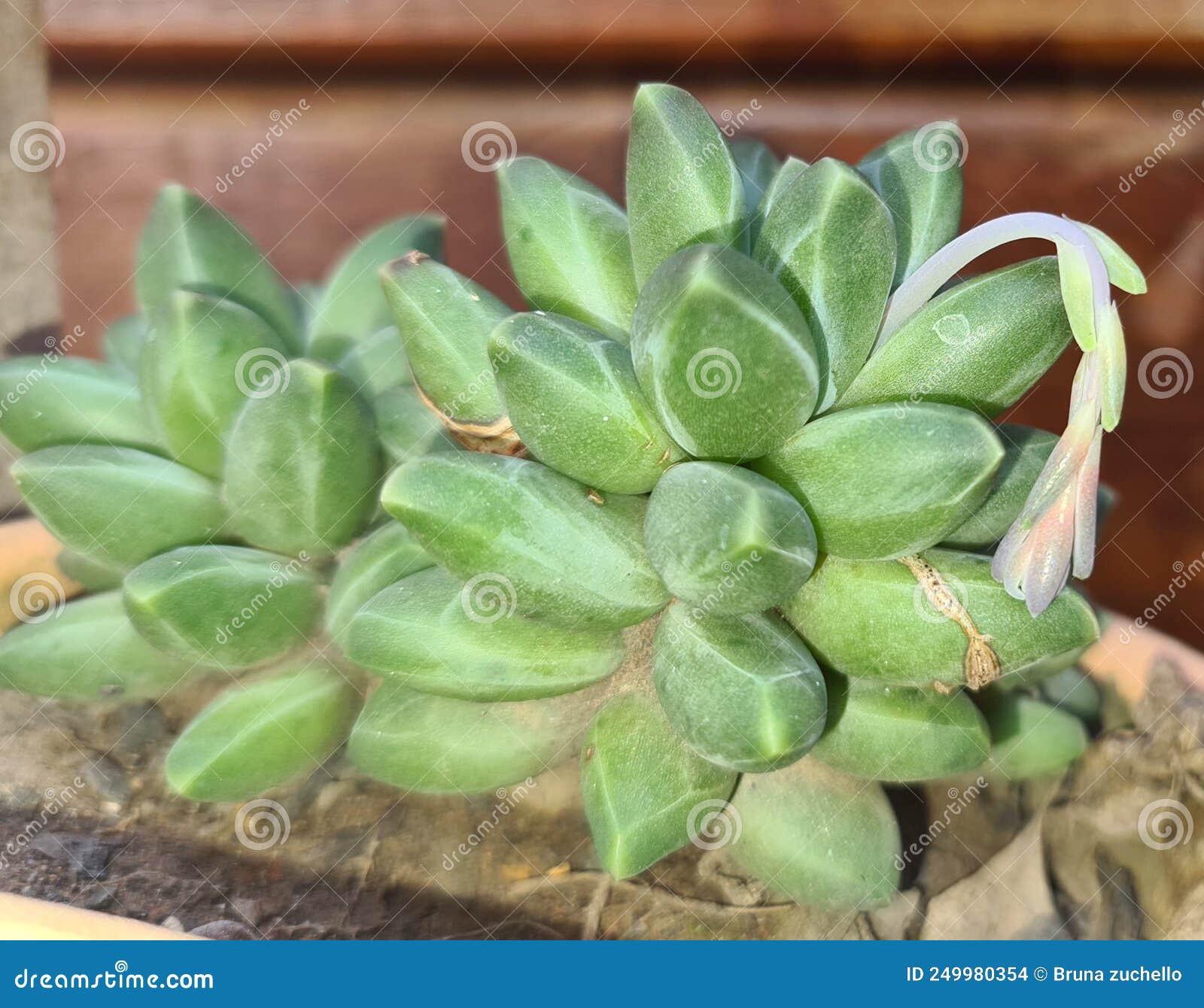 plants suculenta jardim flower succulents