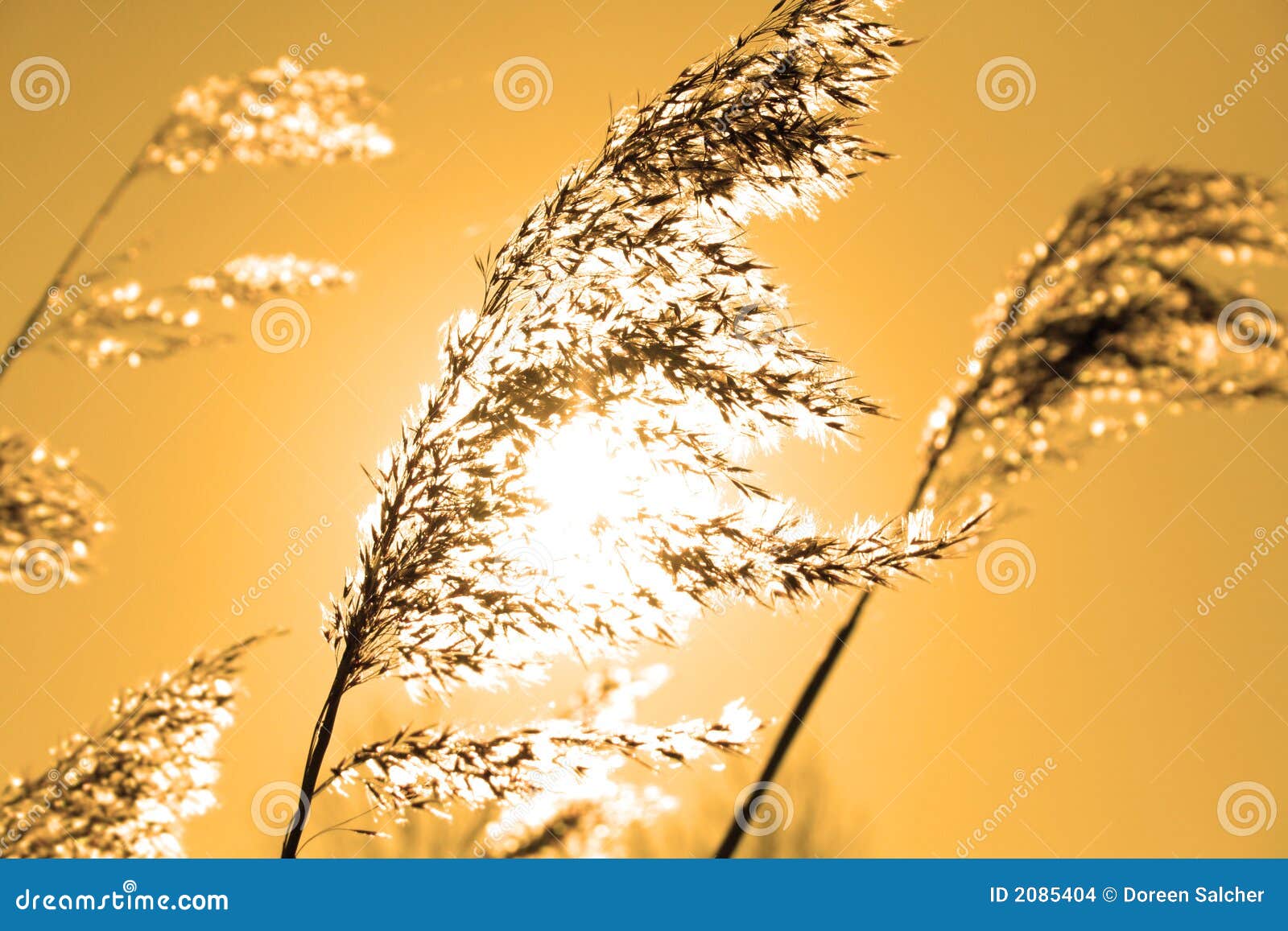 Plants in the sun stock photo. Image of backlight, lone 2085404