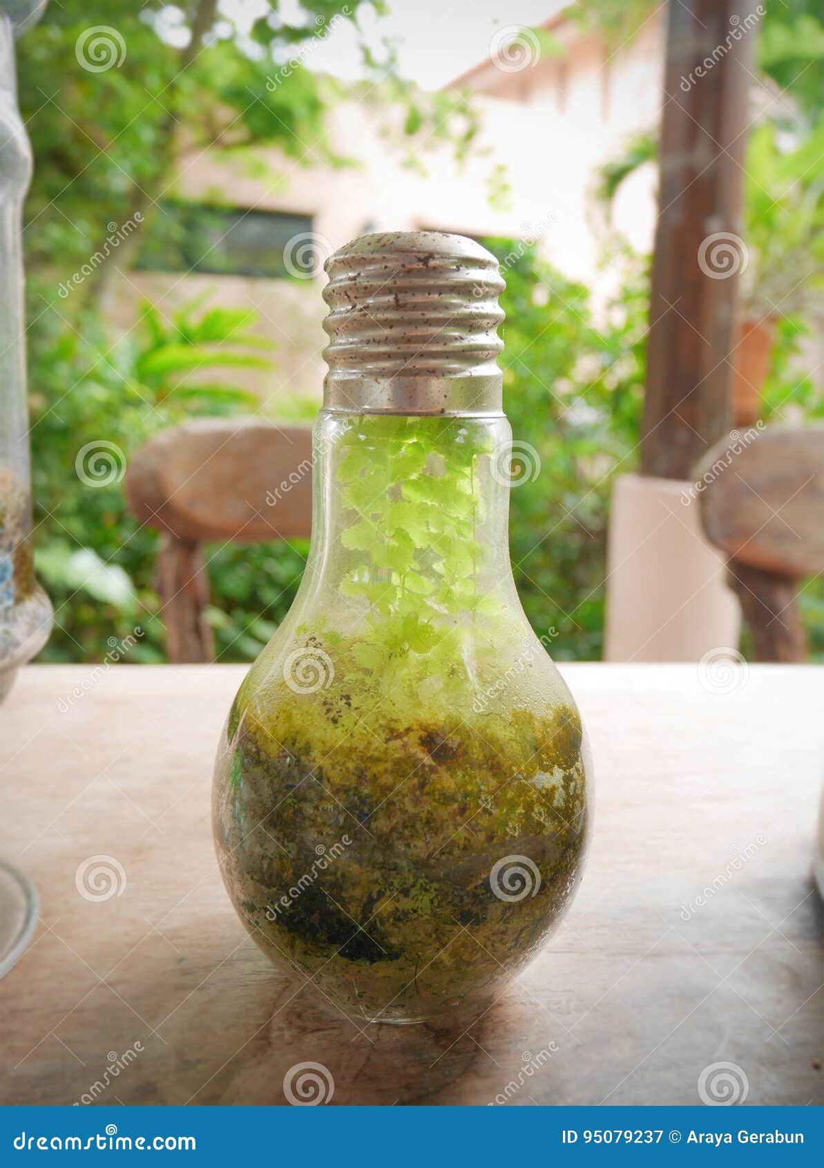 Plants Terrarium in Light Bulb Stock Image Image of bulb, beautiful