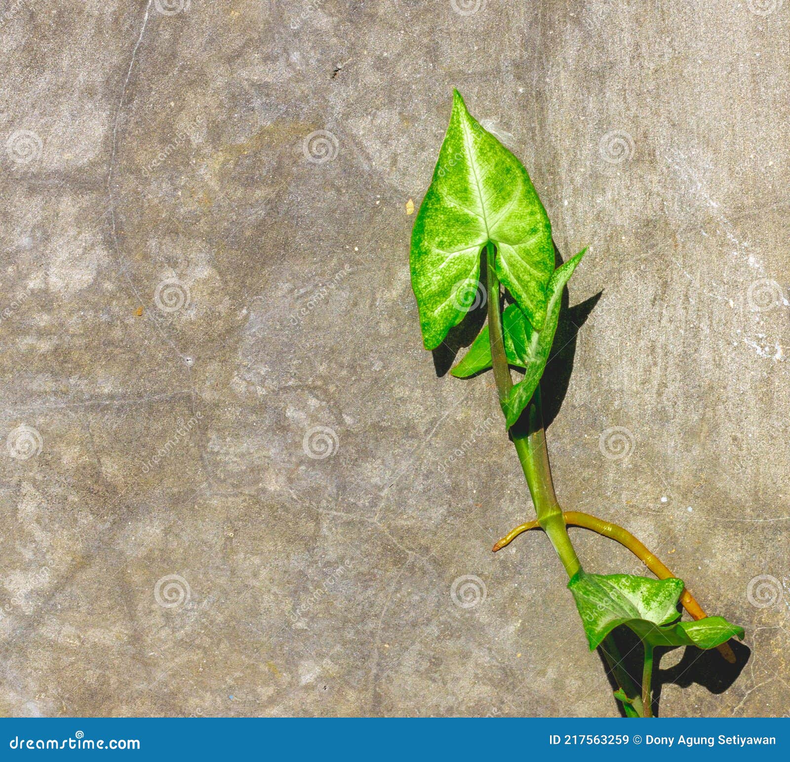 Plants That Thrive In The Garden Stock Image Image Of Garden Grow Plants That Thrive In The Garden Stock Image Image Of Garden Grow