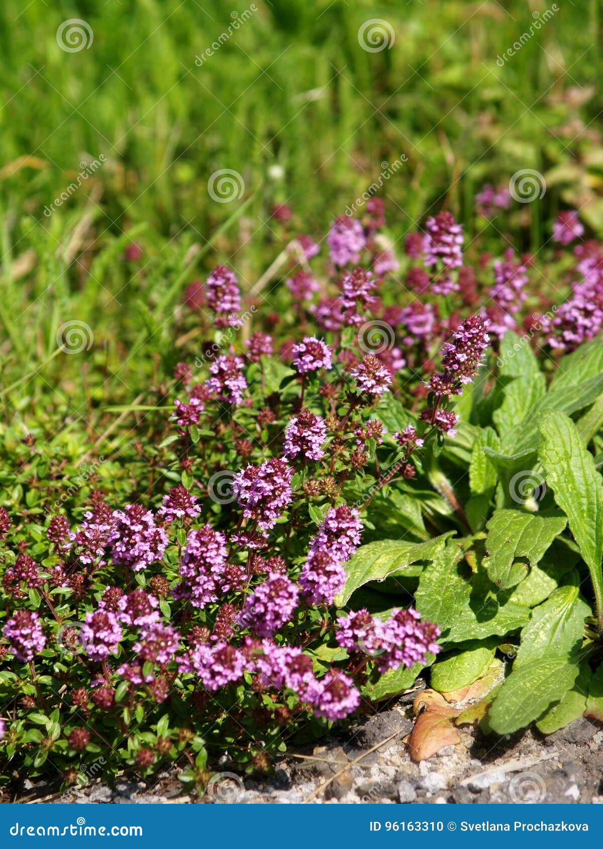 plants of thyme beside the road