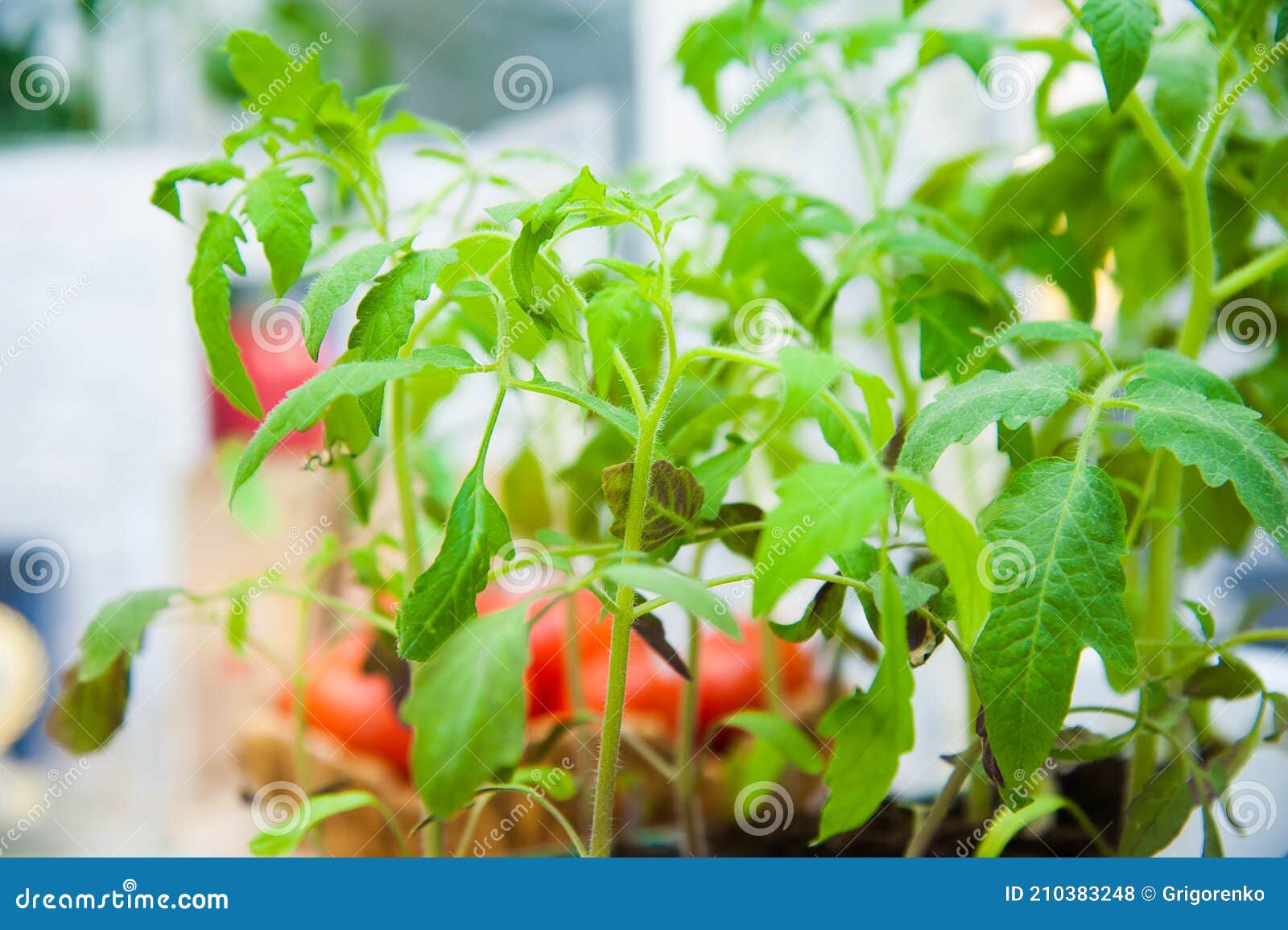 Plants Under Ultraviolet Light Stock Photo Image of lamp, garden