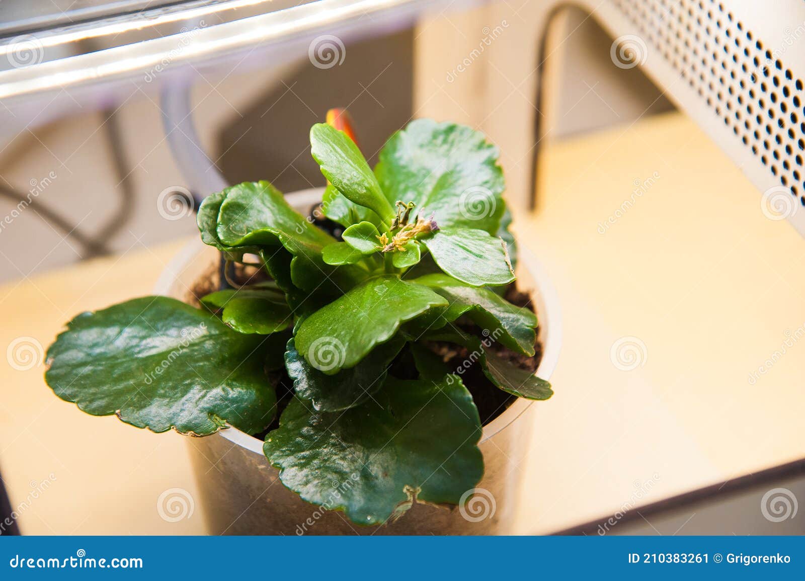 Plants Under Ultraviolet Light Stock Image Image of artificial