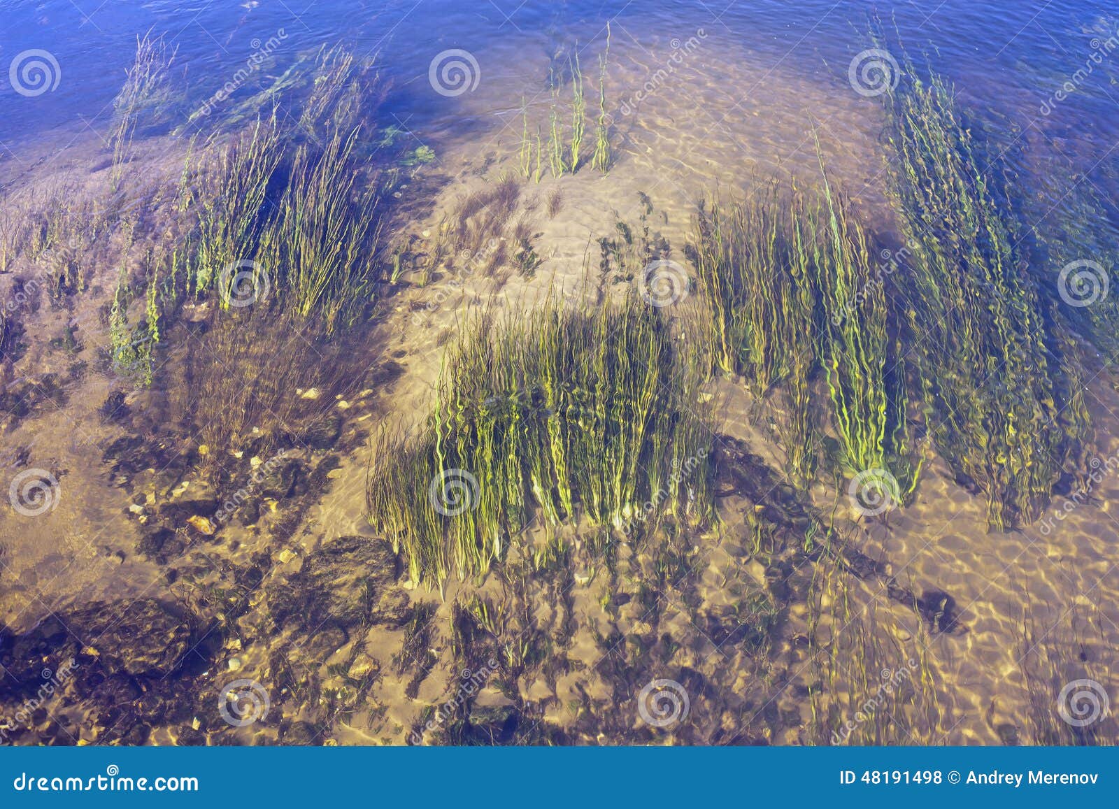 Plants under water stock photo. Image of rocks, time 48191498