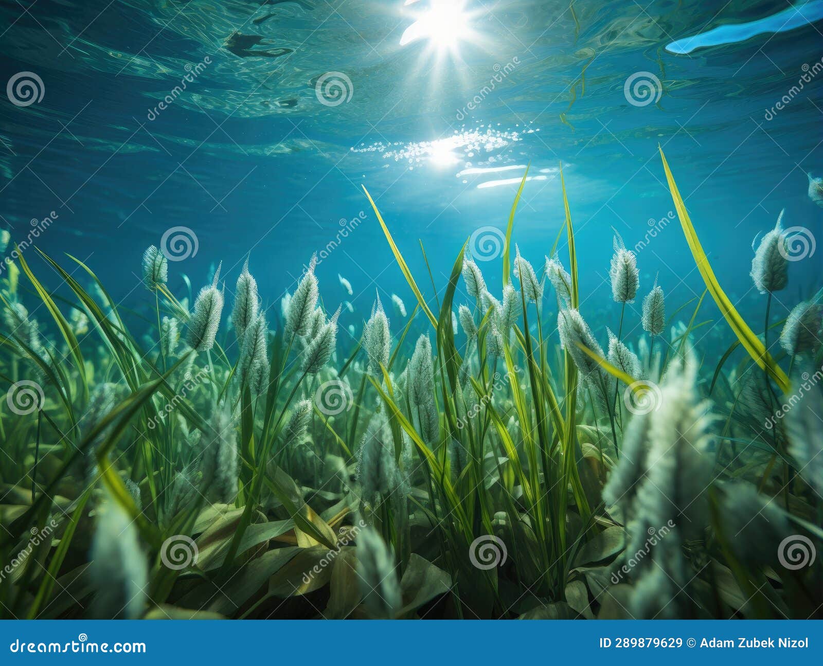 Plants Under Water with Plants and Sunlight Stock Illustration