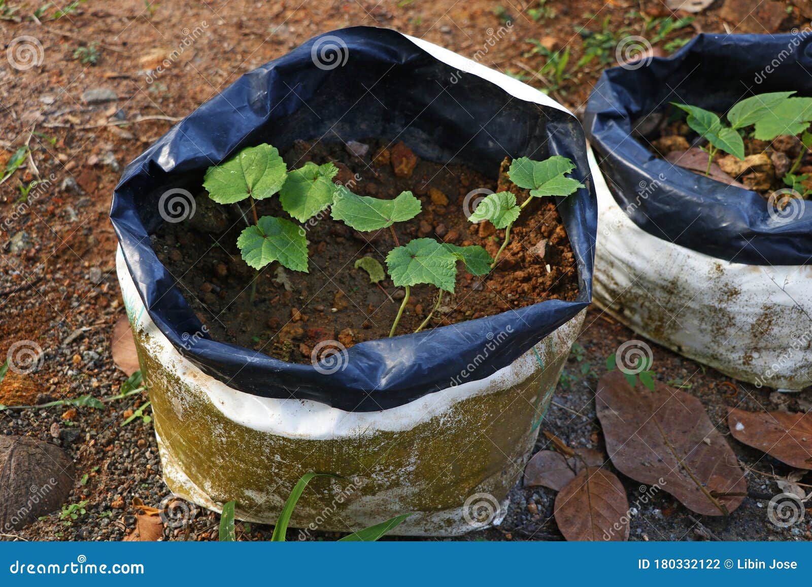 https://thumbs.dreamstime.com/z/plants-vegetables-growing-growbag-180332122.jpg