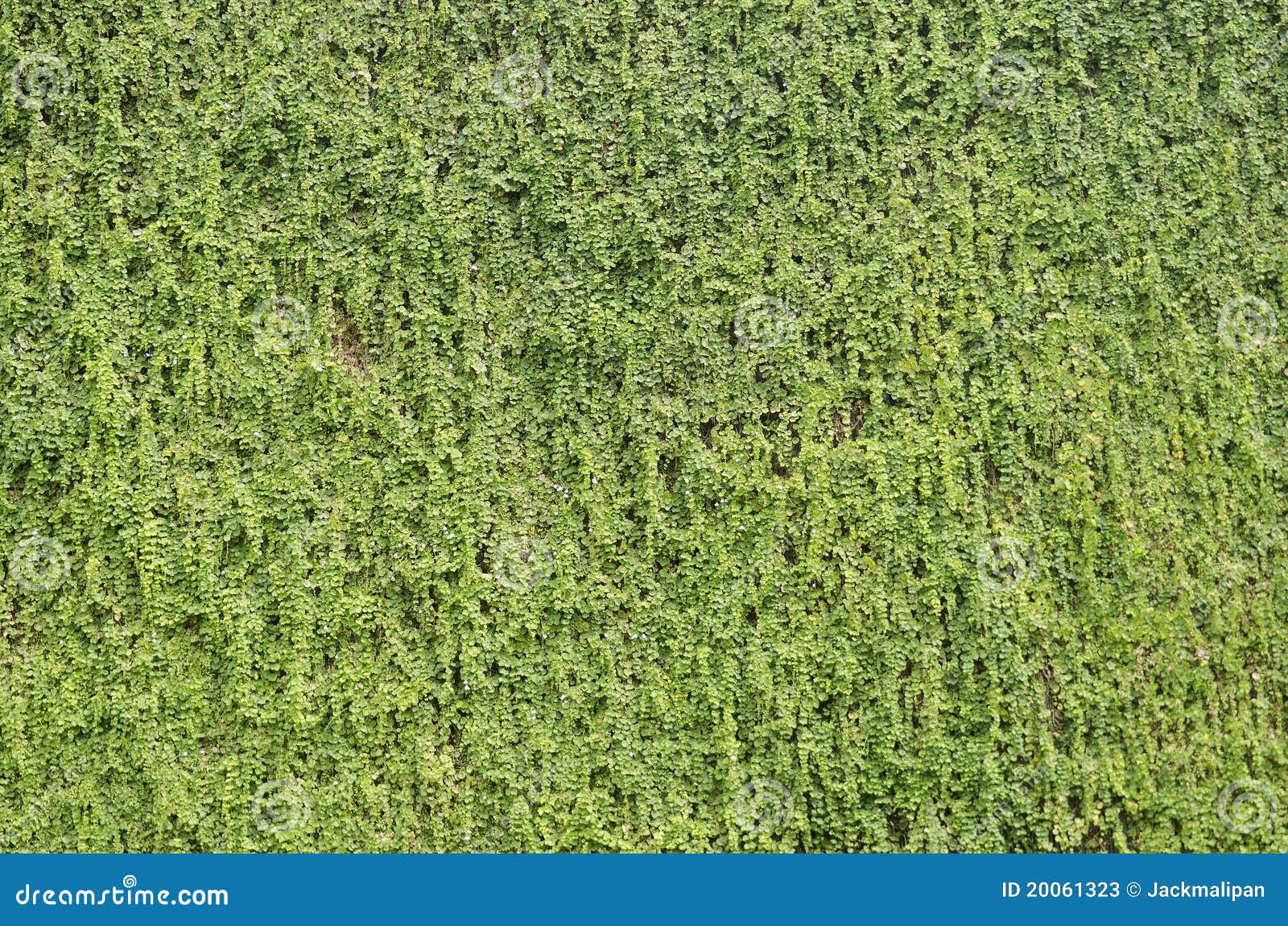 Plants on wall background stock image. Image of plants - 20061323