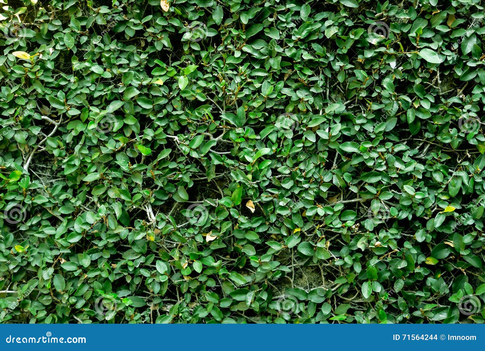 Plants wall background stock photo. Image of nature, ground - 71564244