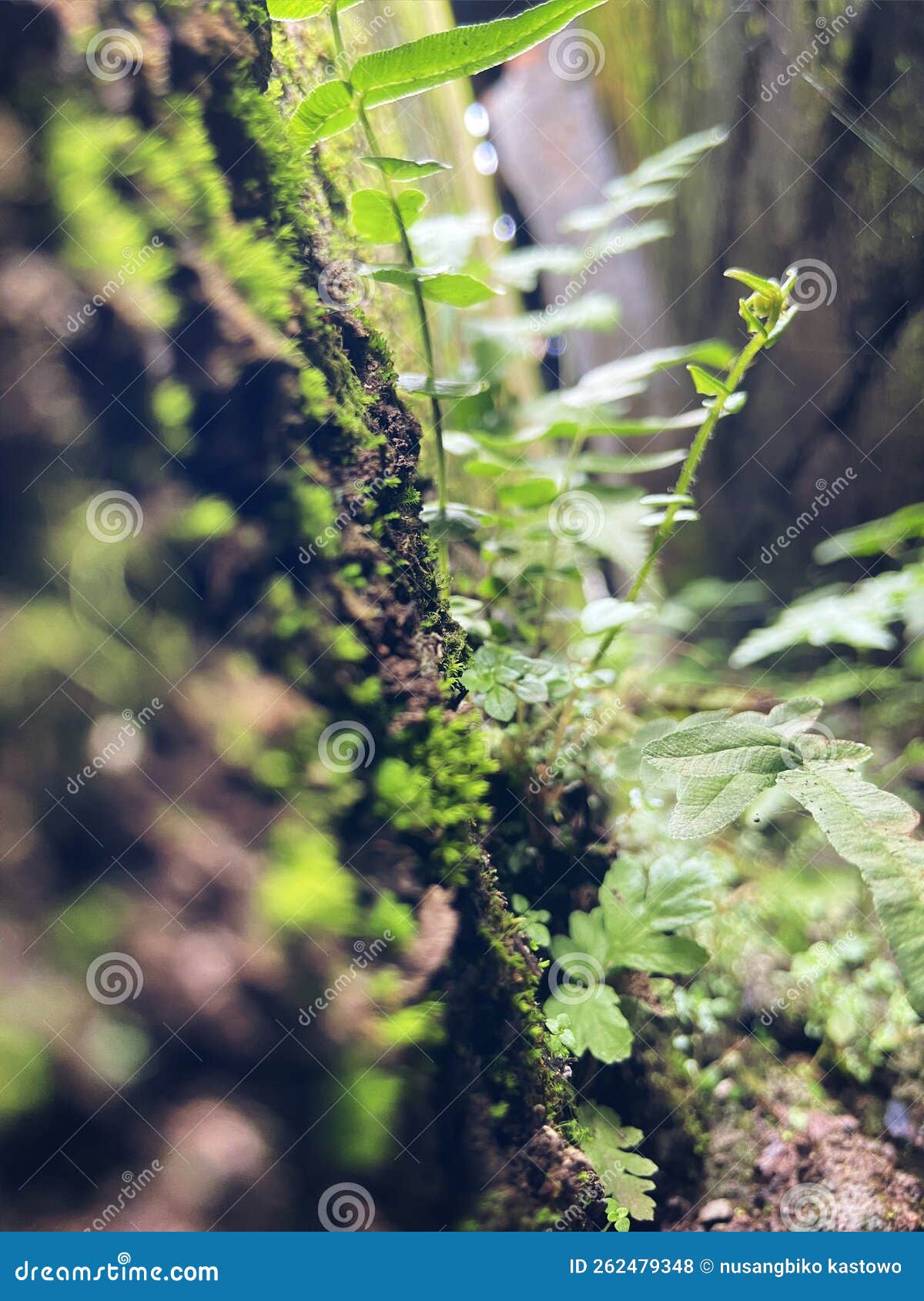 Plants on the wall stock photo. Image of damp, wall 262479348