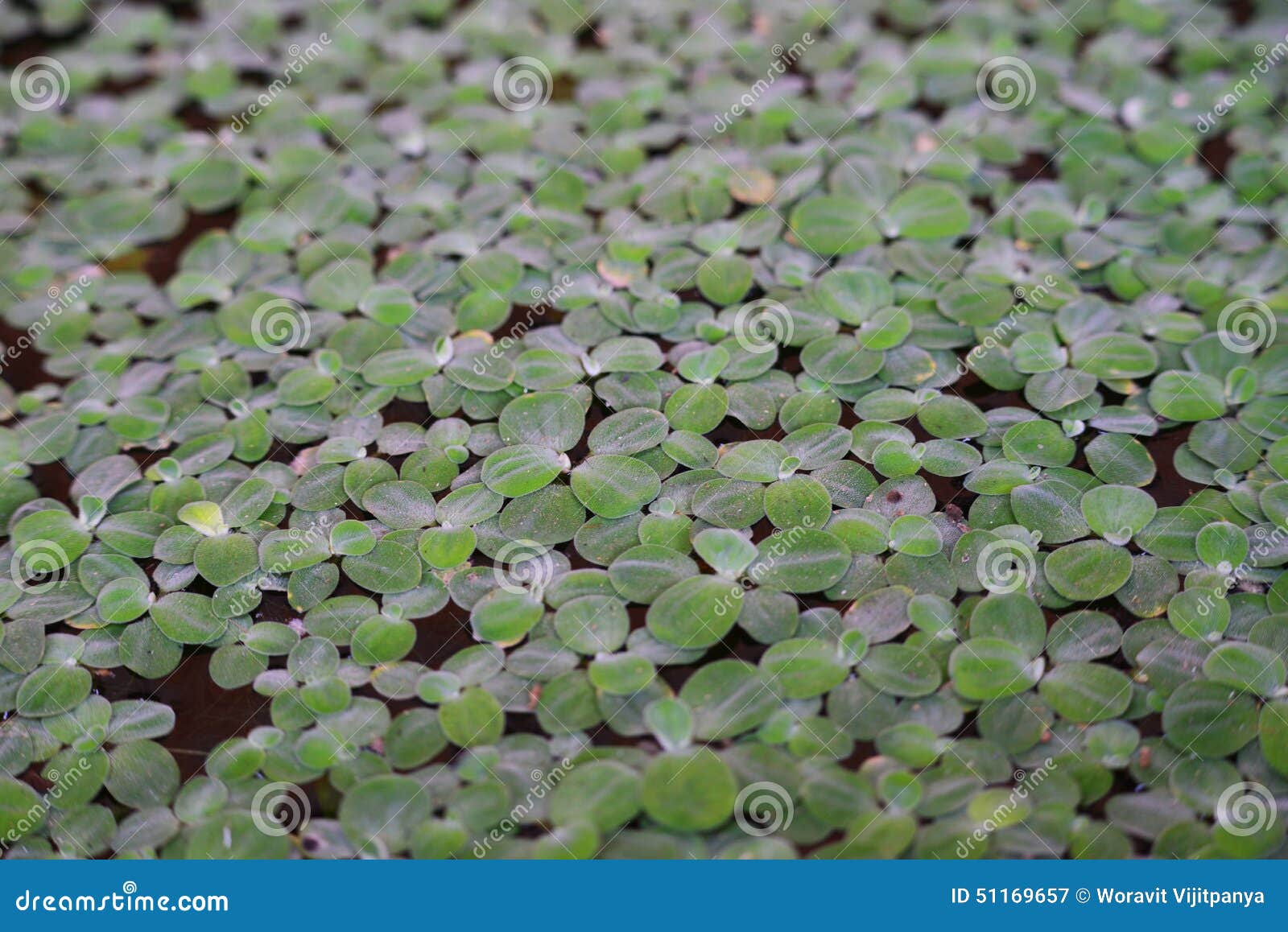 Plants in Water green stock image. Image of water, emerald 51169657