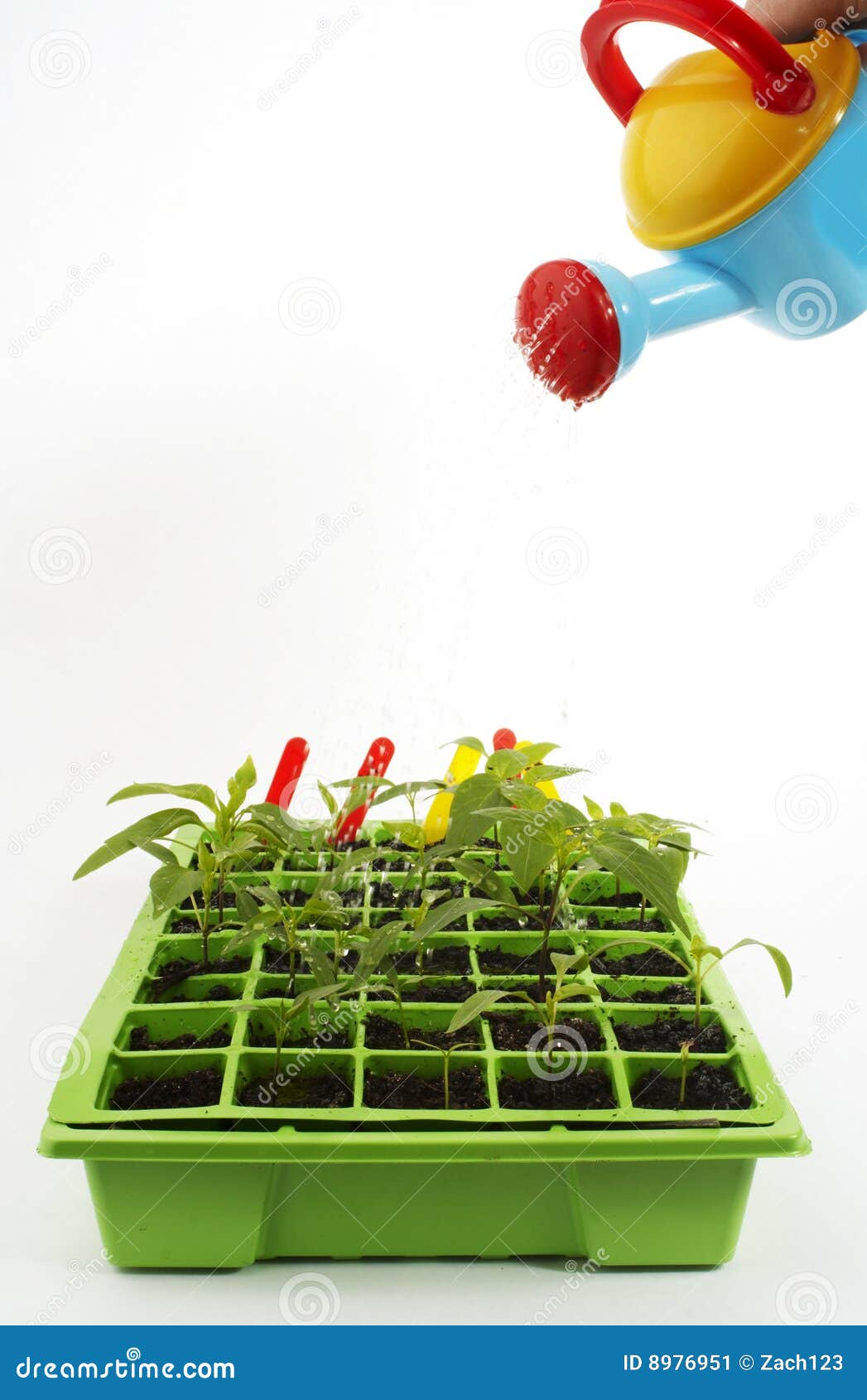 Plants with watering can stock image. Image of plant, trays 8976951