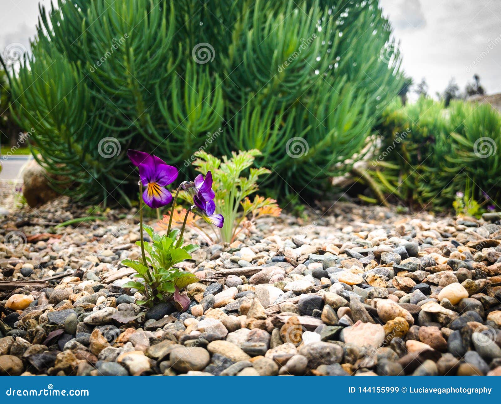 Landscape Of Garden And Sky Stock Image Image Of Wonderful