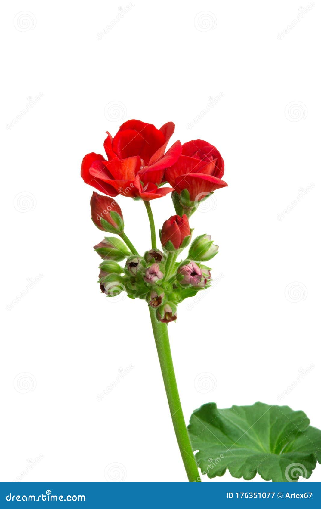 Plargônio De Gerânio De Flor Interior Florescido Com Flores Vermelhas Em  Fundo Branco Imagem de Stock - Imagem de jardinar, flora: 176351077