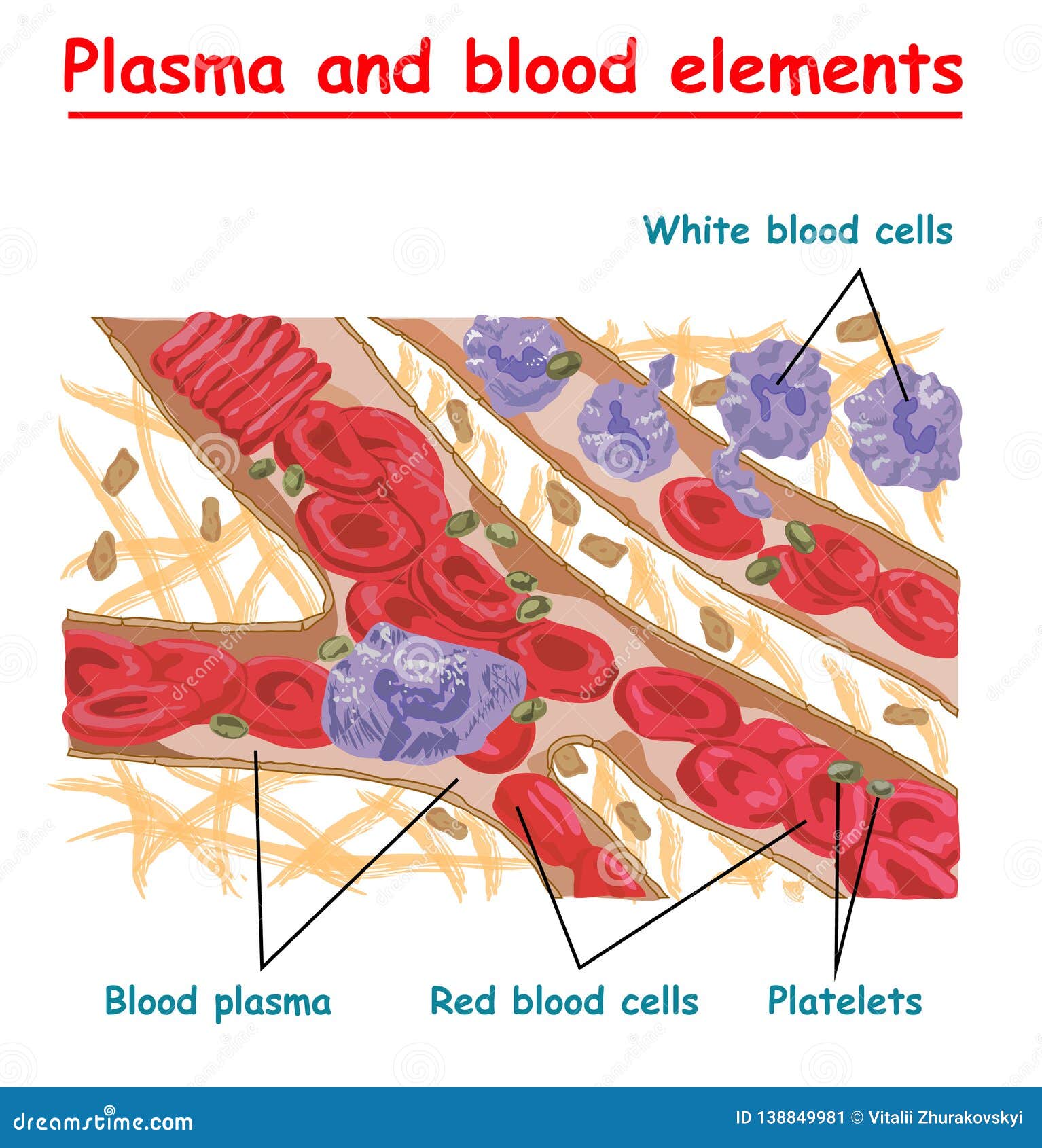 plasma of blood and white blood cells, red blood cells, platelets. plasma   info graphic. different s of huma