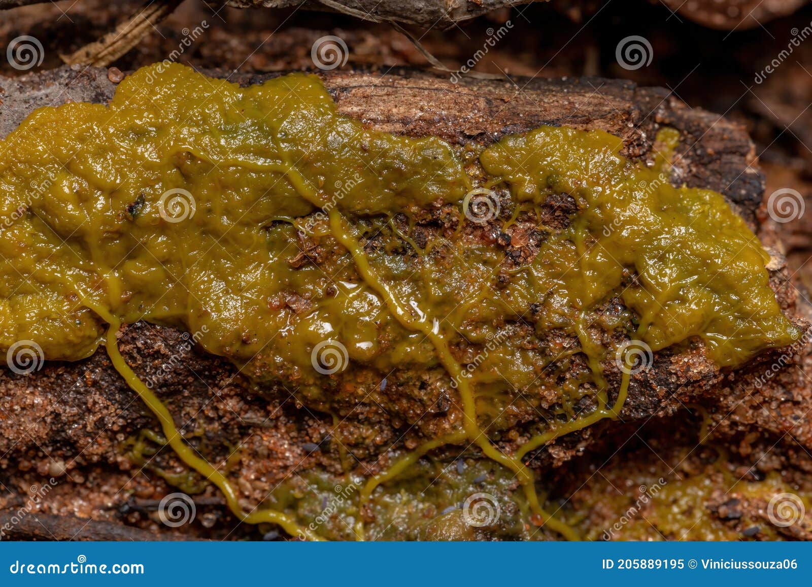 Plasmid of the Many Headed Slime Spread on a Root of a Tree Stock Image