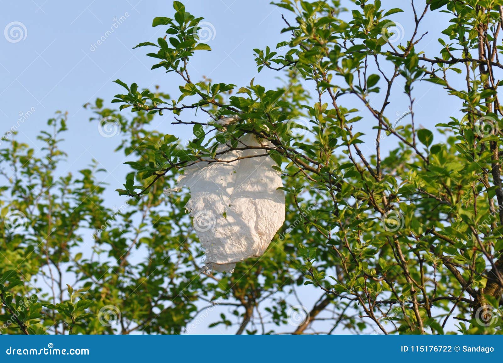 Plastic Trash Bag Caught Tree Stock Photo 1007497297