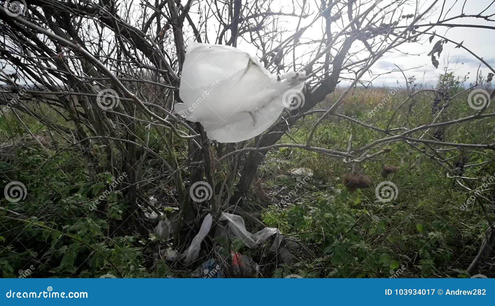 Plastic Bag is Stuck on a Tree Branch and is Fluttering in the Wind.  Pollution Concept Stock Video - Video of landfill, nature: 103934017, image size:1600x990