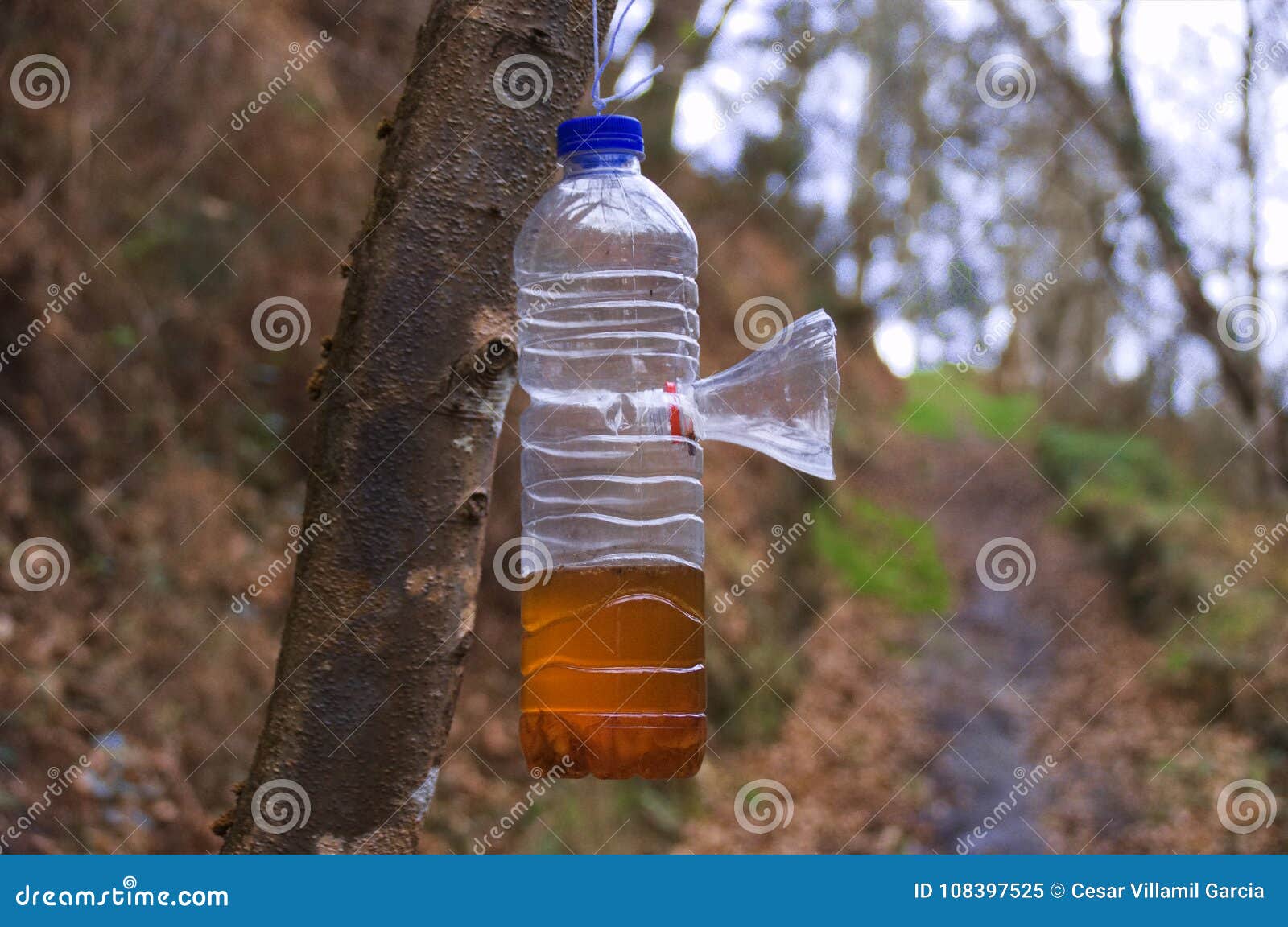 Wasp Trap in Plastic Bottle Stock Image - Image of spring, enter: 108397525