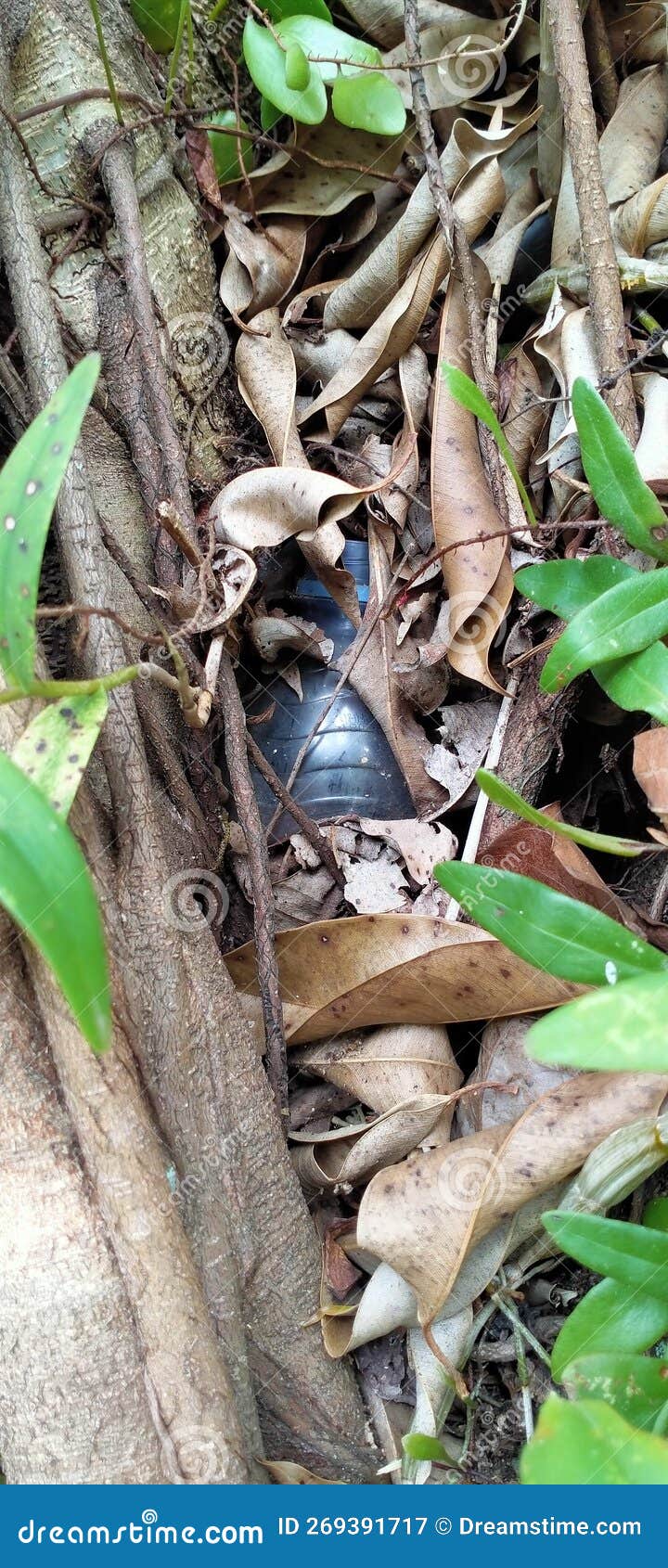Plastic Bottle between the Roots of the Stem Stock Image Image of