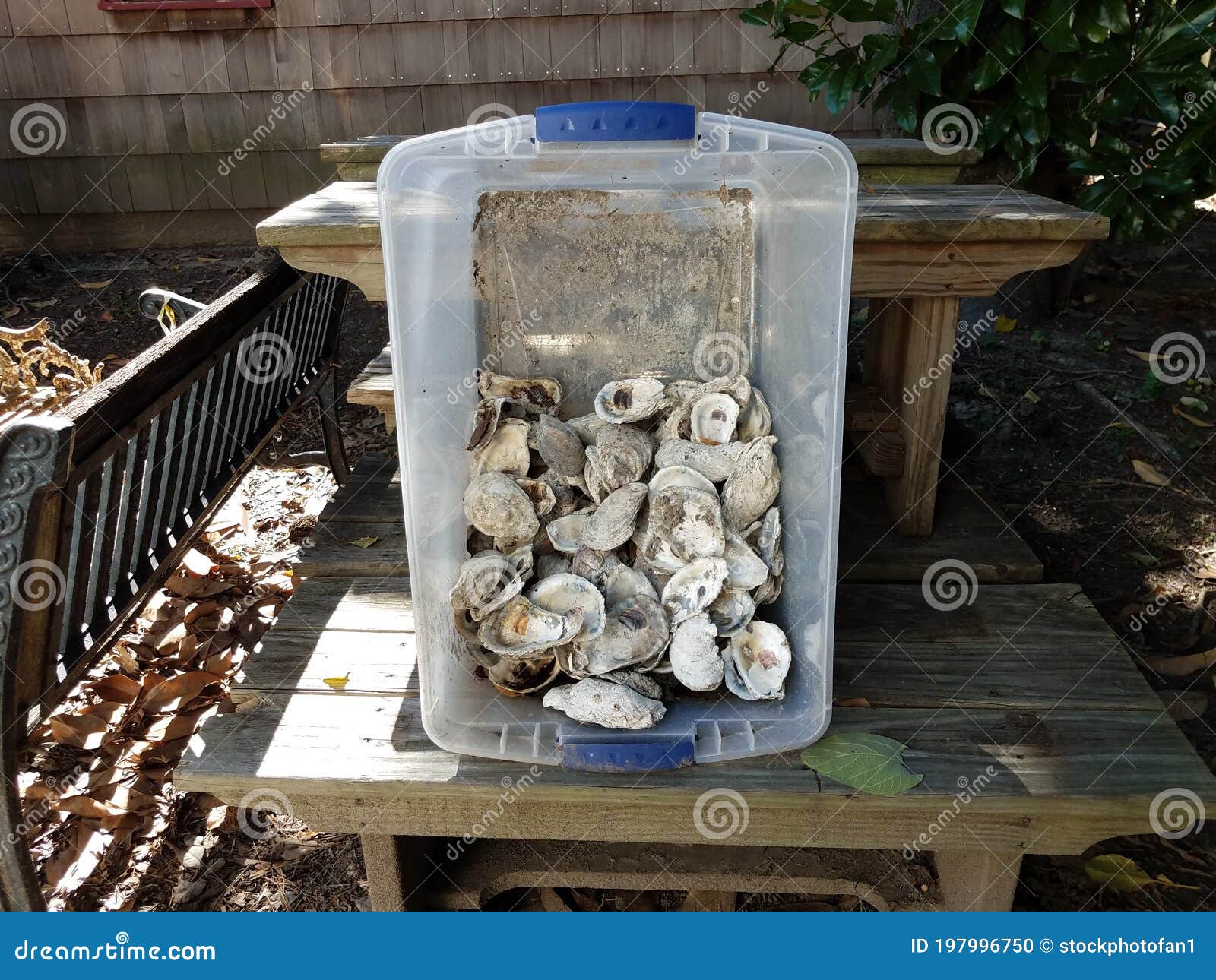 Plastic Container with Oyster Shells on Wood Bench Stock Photo Image of plastic, oysters