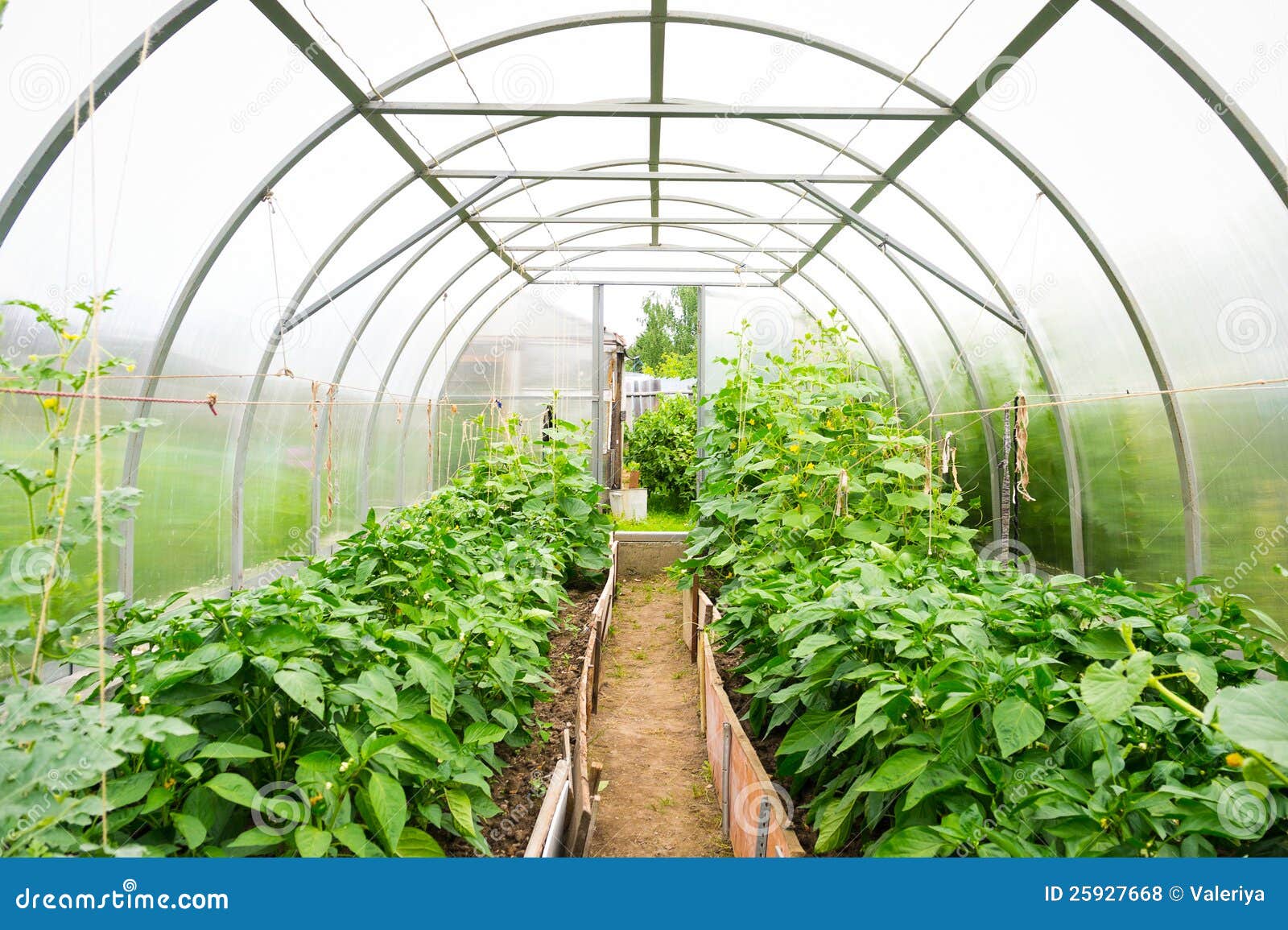 greenhouse clipart - photo #45