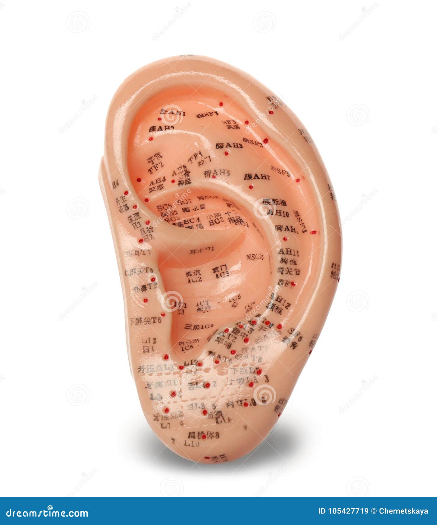 Plastic Ear for Acupuncture Practice, Isolated Stock Image Image of