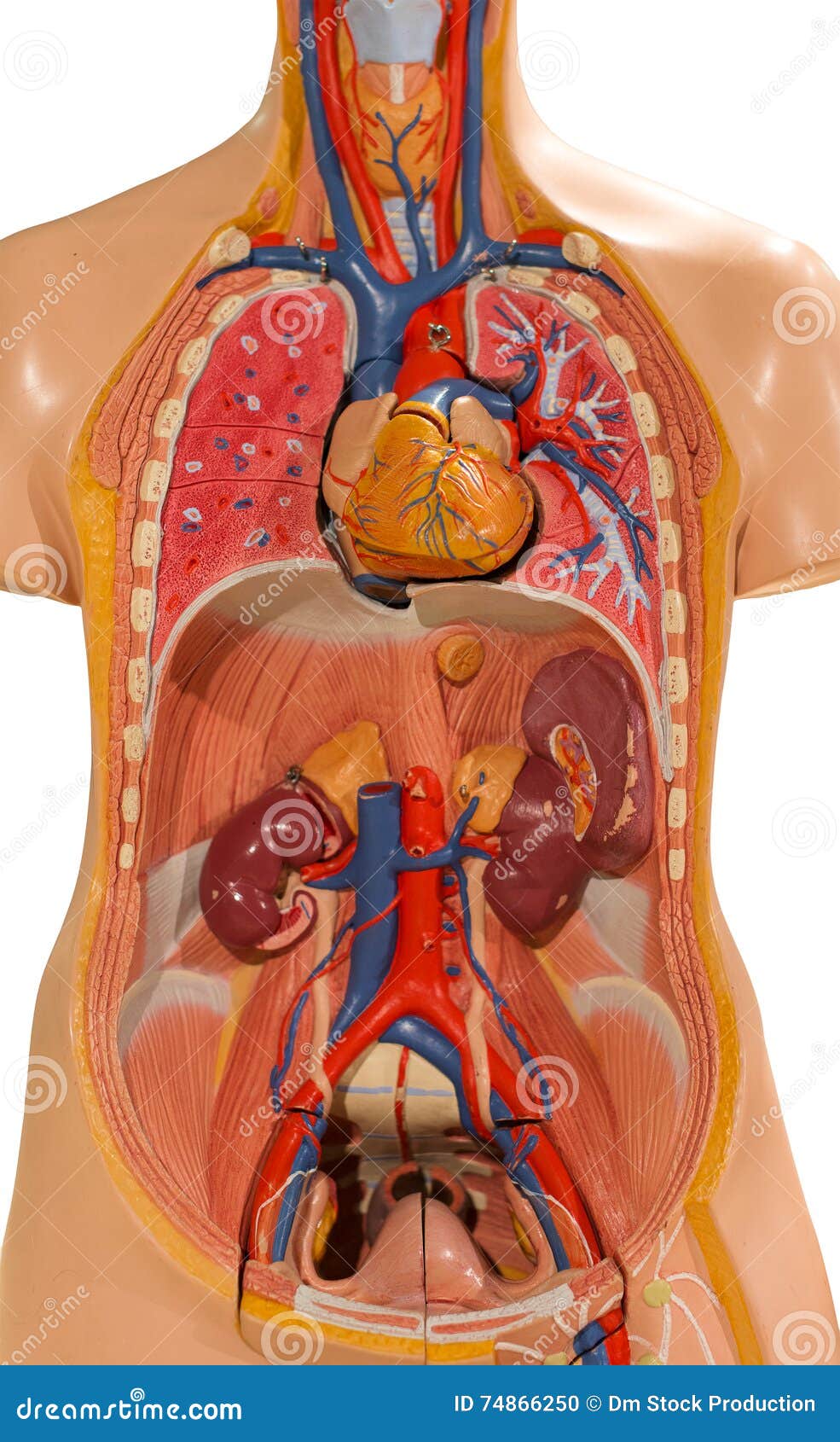 Plastic Human Body Model Stock Photo Image Of Circulatory
