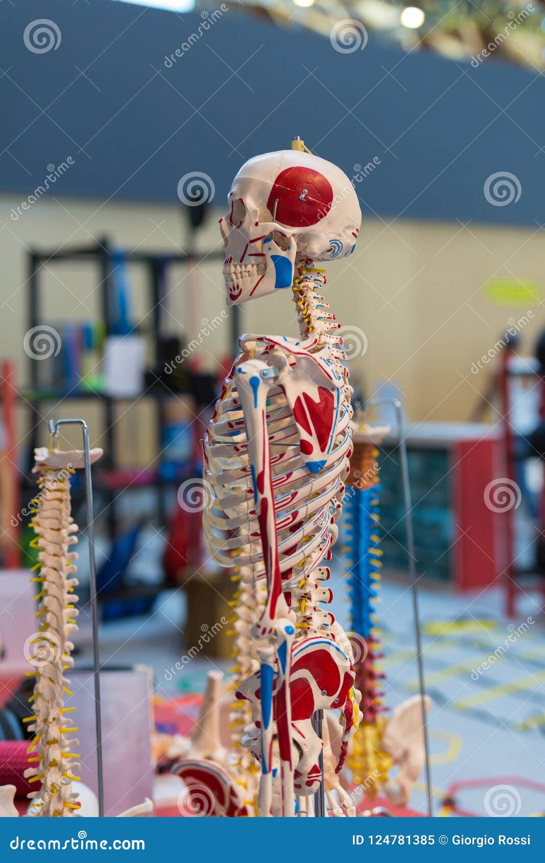 Plastic Human Body Model. Stock Photography 74866250