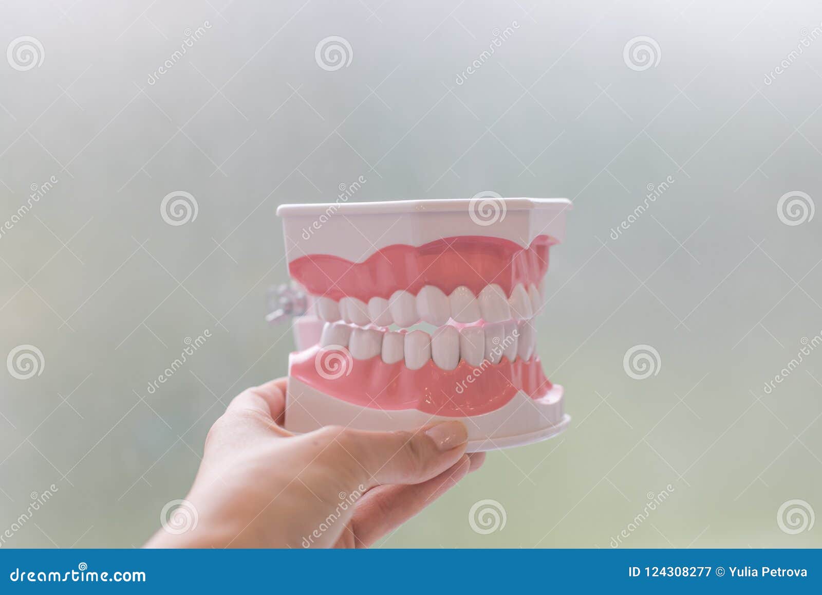 Plastic Human Teeth Models Isolated on White.plastic Medical Model of