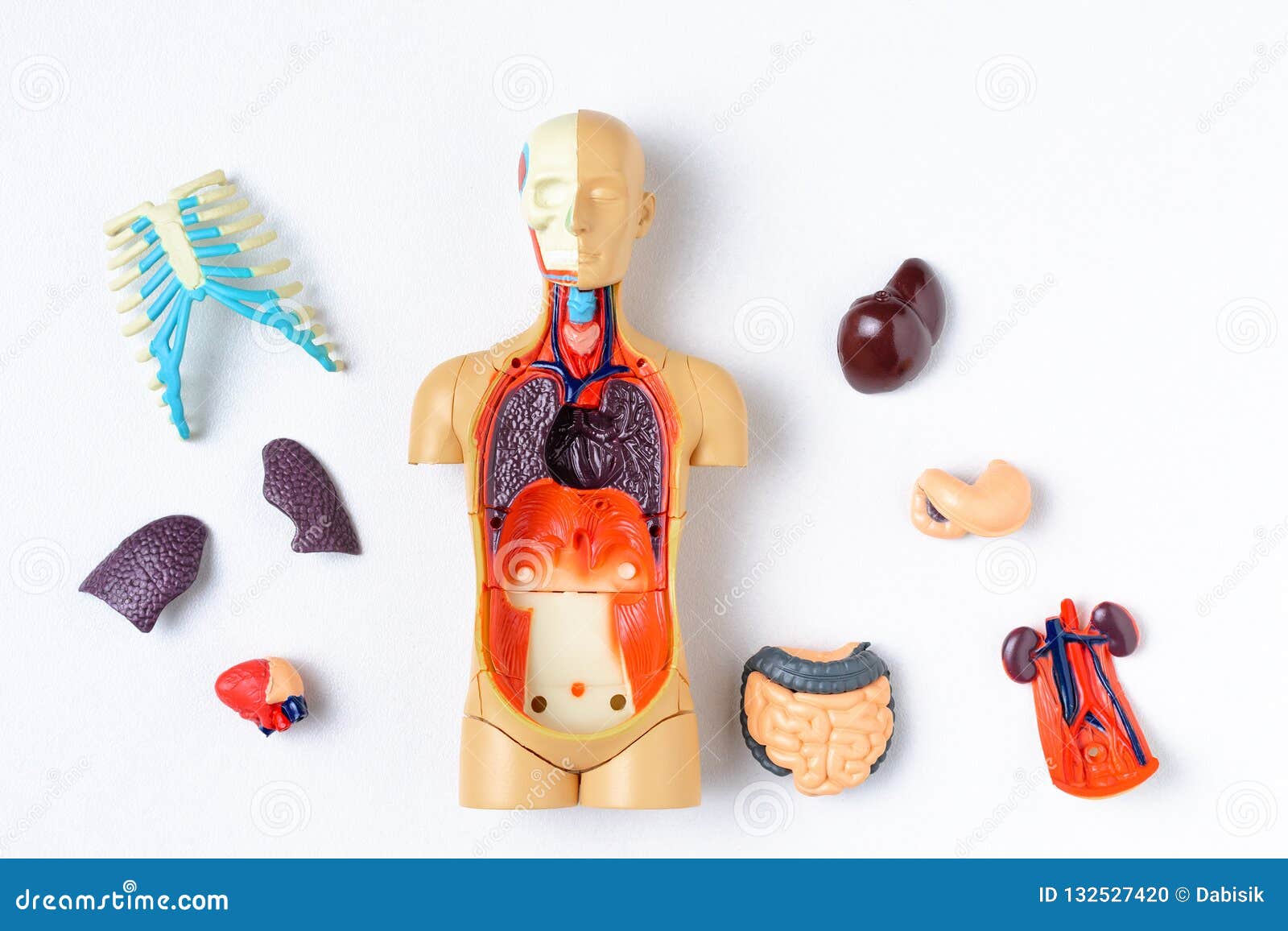 Plastic Man Dummy with Internal Organs on a White Background. Teaching