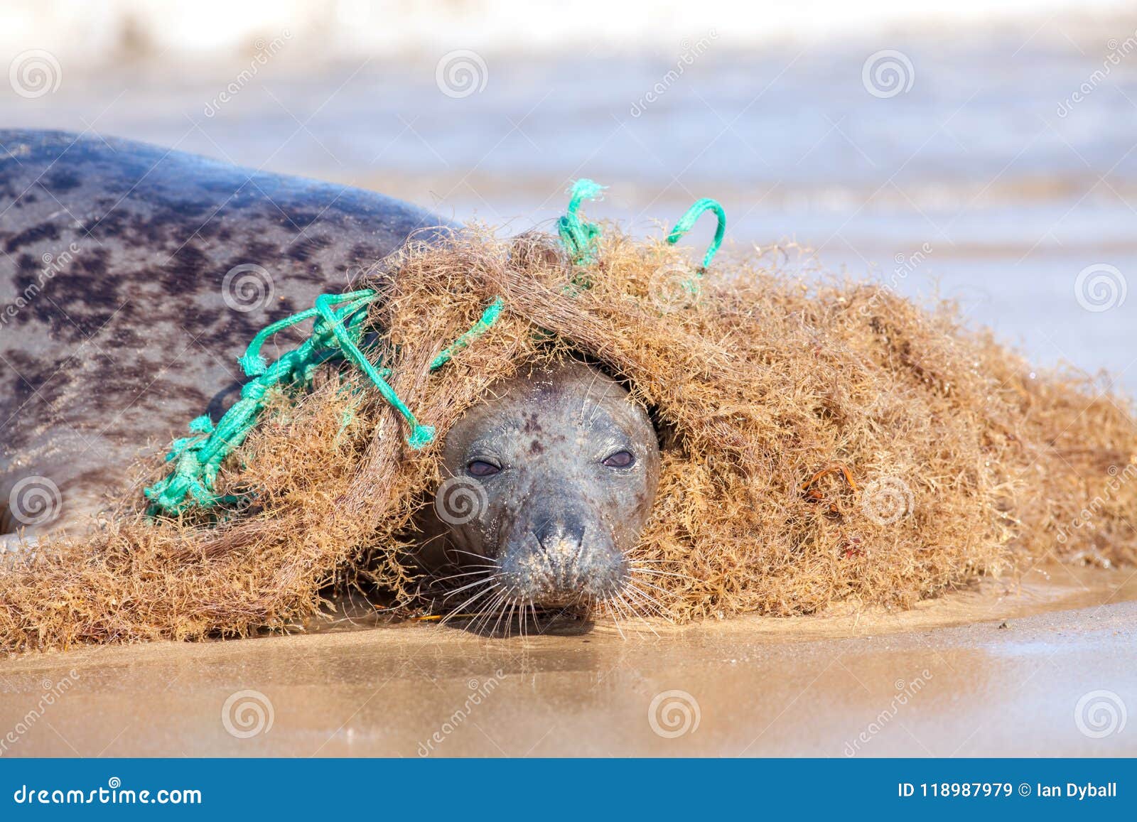 plastic marine pollution. seal caught in tangled nylon fishing n