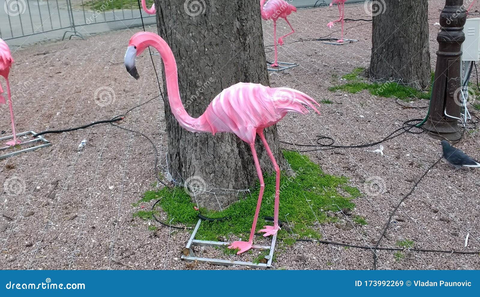 Plastic Pink Flamingo And Real Pigeon Stock Image Image Of Plastic Park