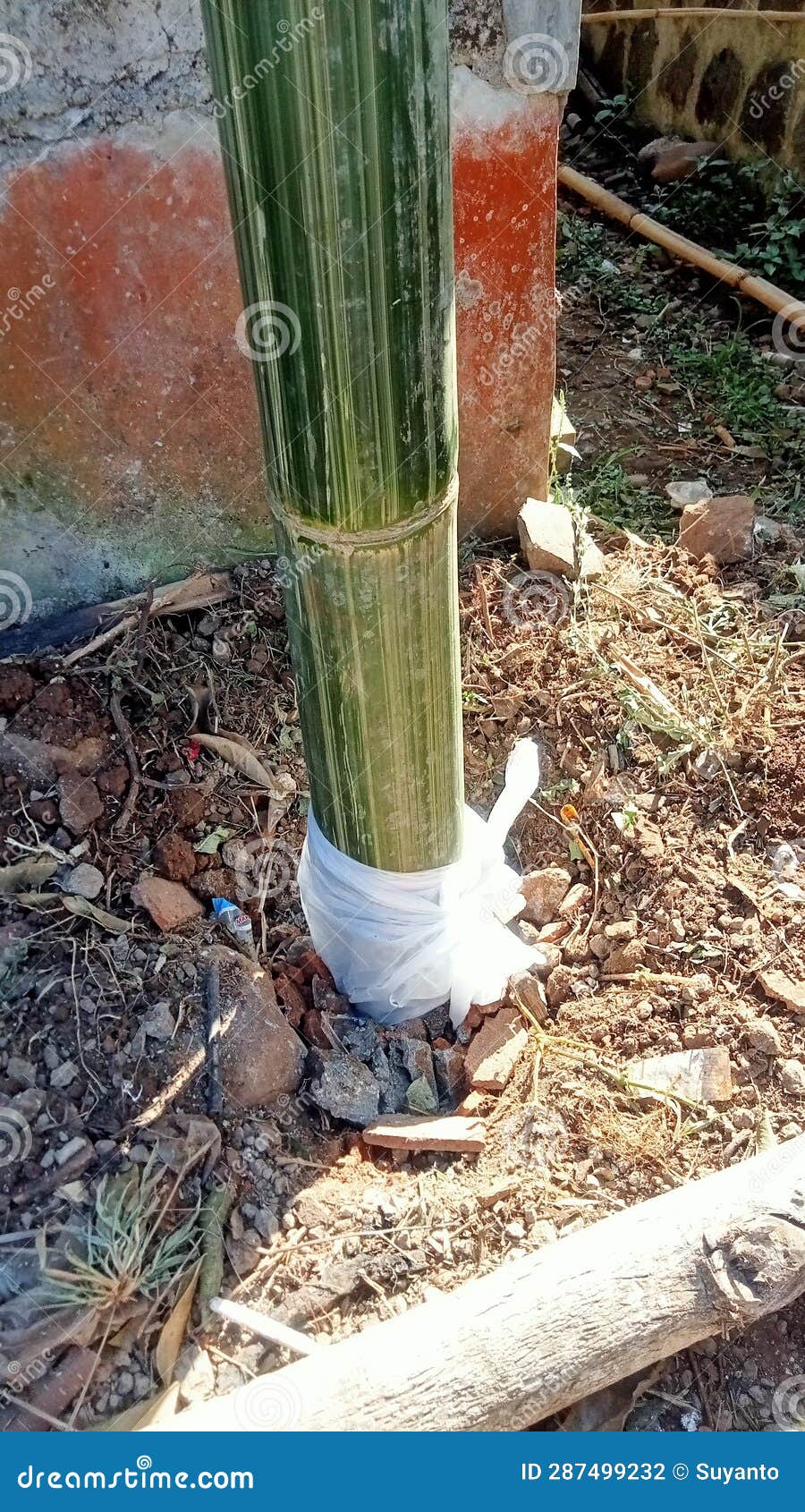 Plastic Protect Bamboo from Termite Attacks Stock Photo Image of