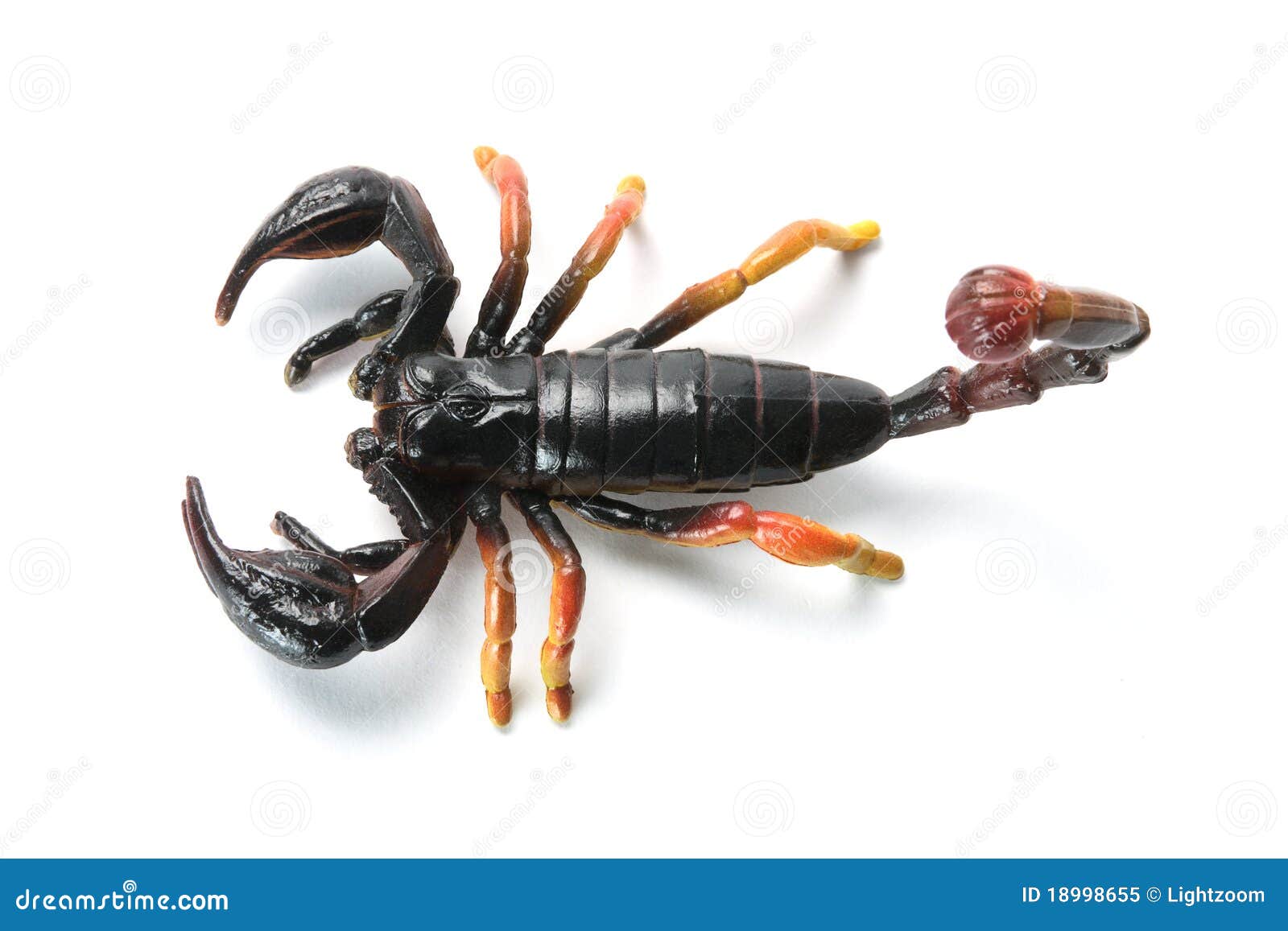 Plastic Scorpion stock image. Image of danger, still 18998655