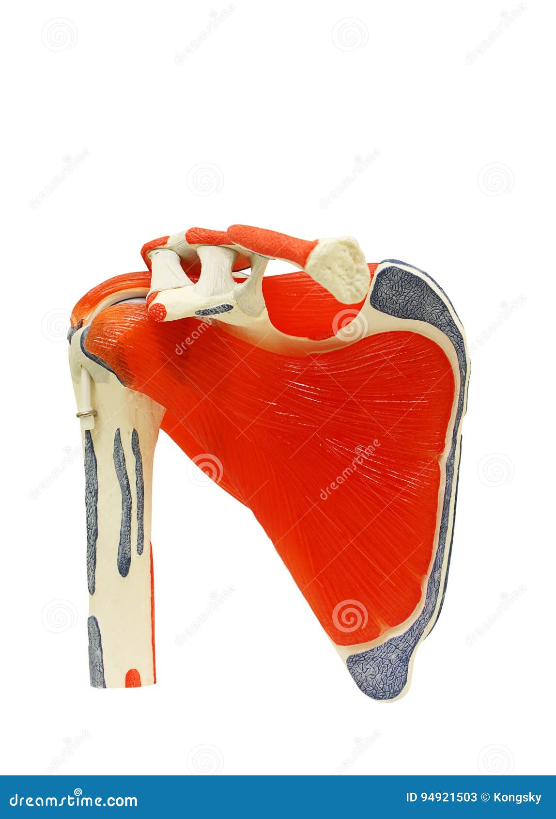 Shoulder Joint Anatomy Biology Diagrams