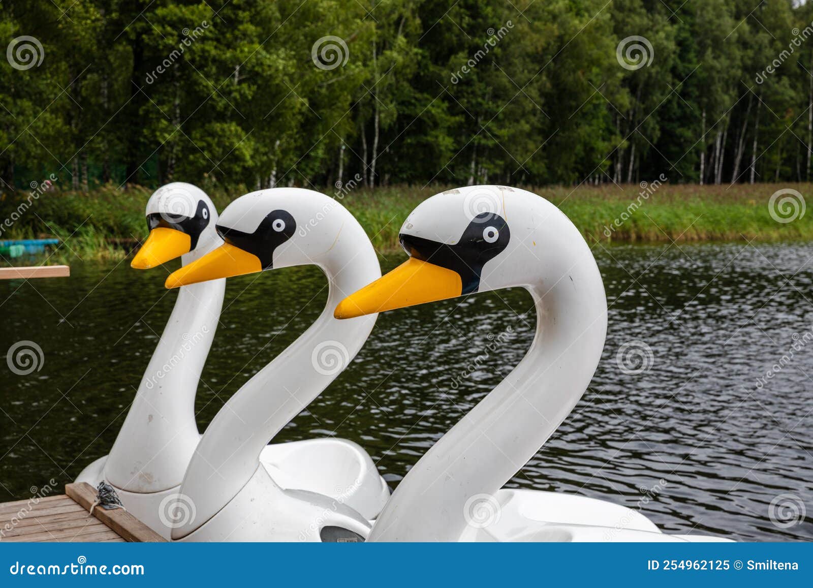 Plastic Swan Pedal Boat on a Lake Stock Image Image of pedal