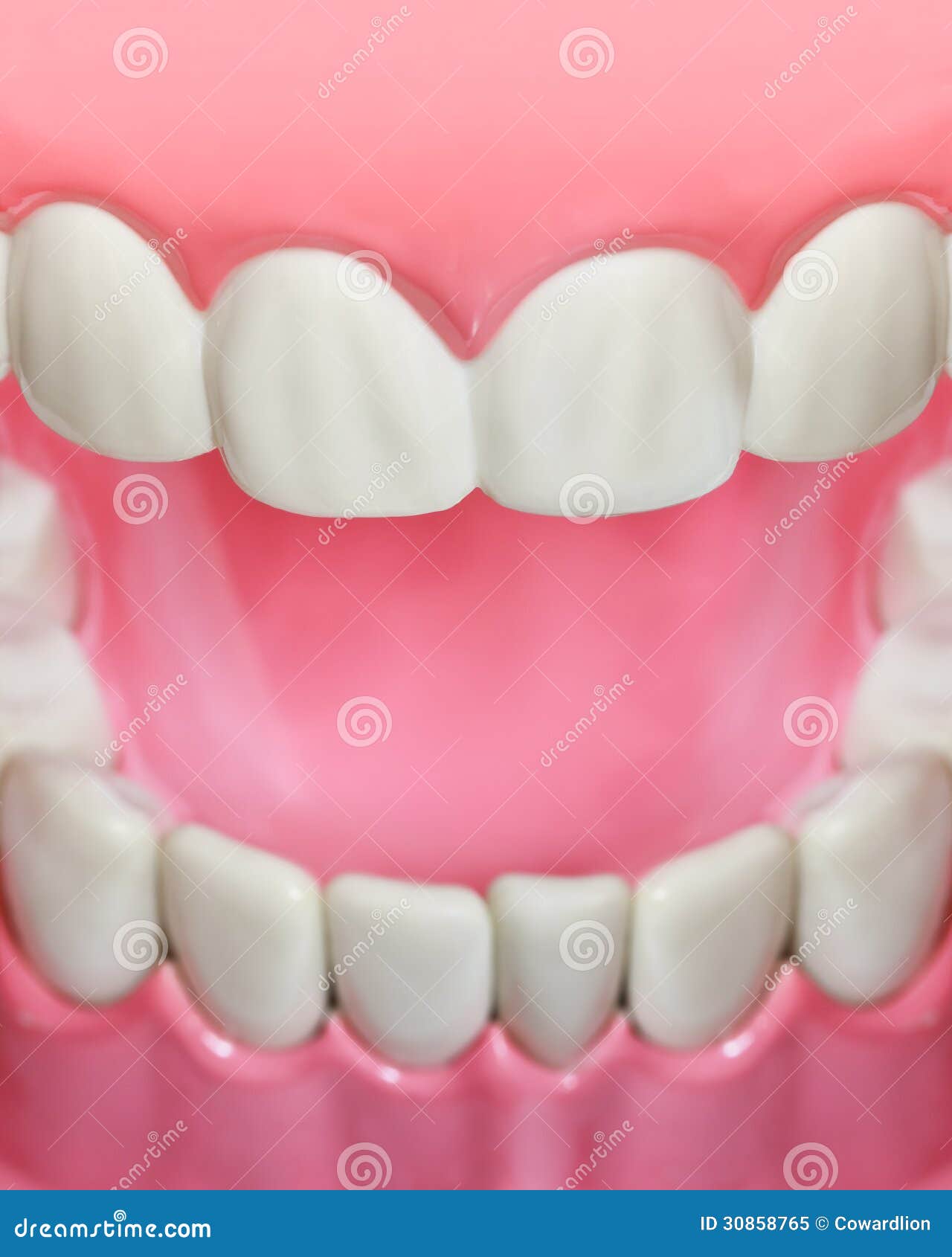 Plastic Teeth and Gum Model and Toothbrush Stock Image Image of tooth