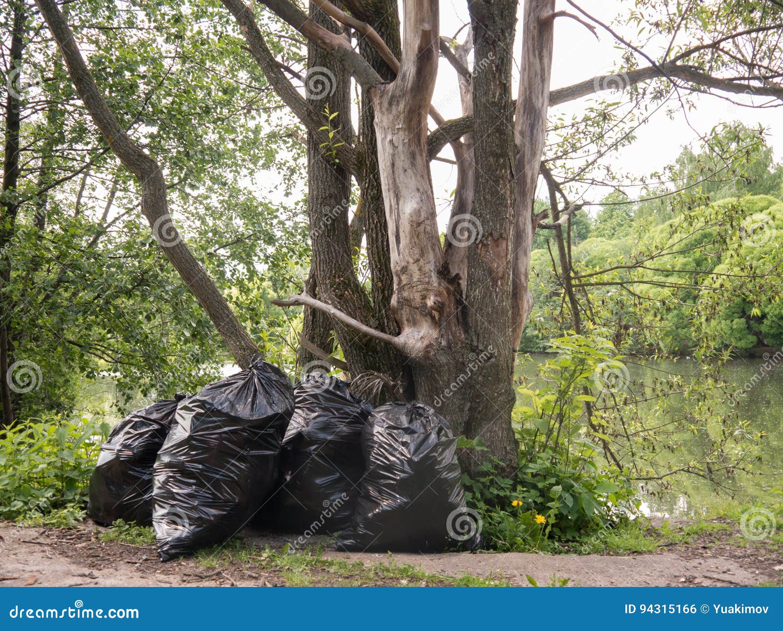Plastic Trash Bags Under Forest Tree Near Small Pound Stock Photo