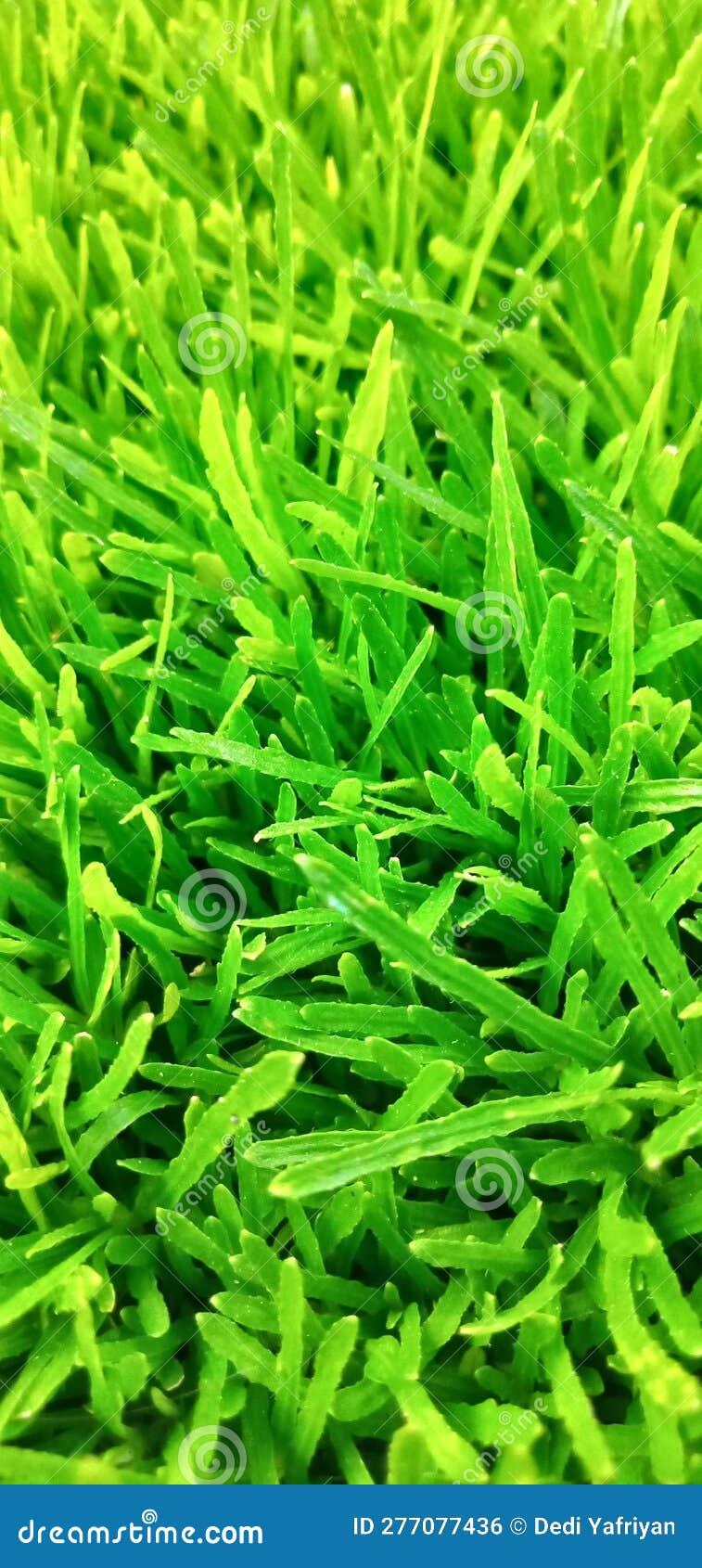 Plat grass stock photo. Image of healthy, plat, thrive 277077436