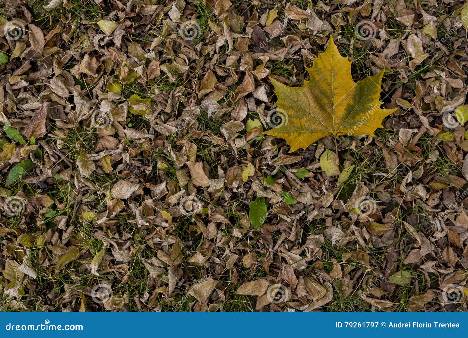 platanus leaf on dry leaf bed