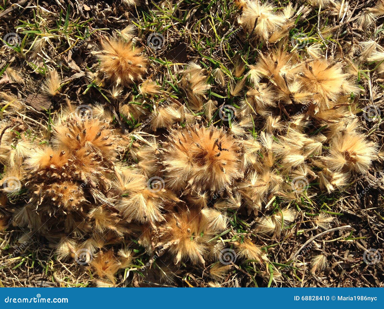 Platanus Occidentalis (Sycamore) Tree Seeds On Ground. Royalty-Free ...