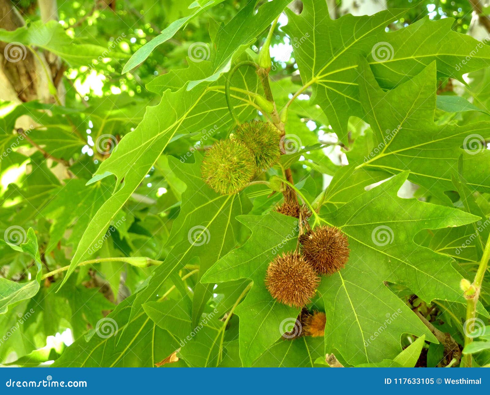 platanus orientalis, old world sycamore, oriental plane